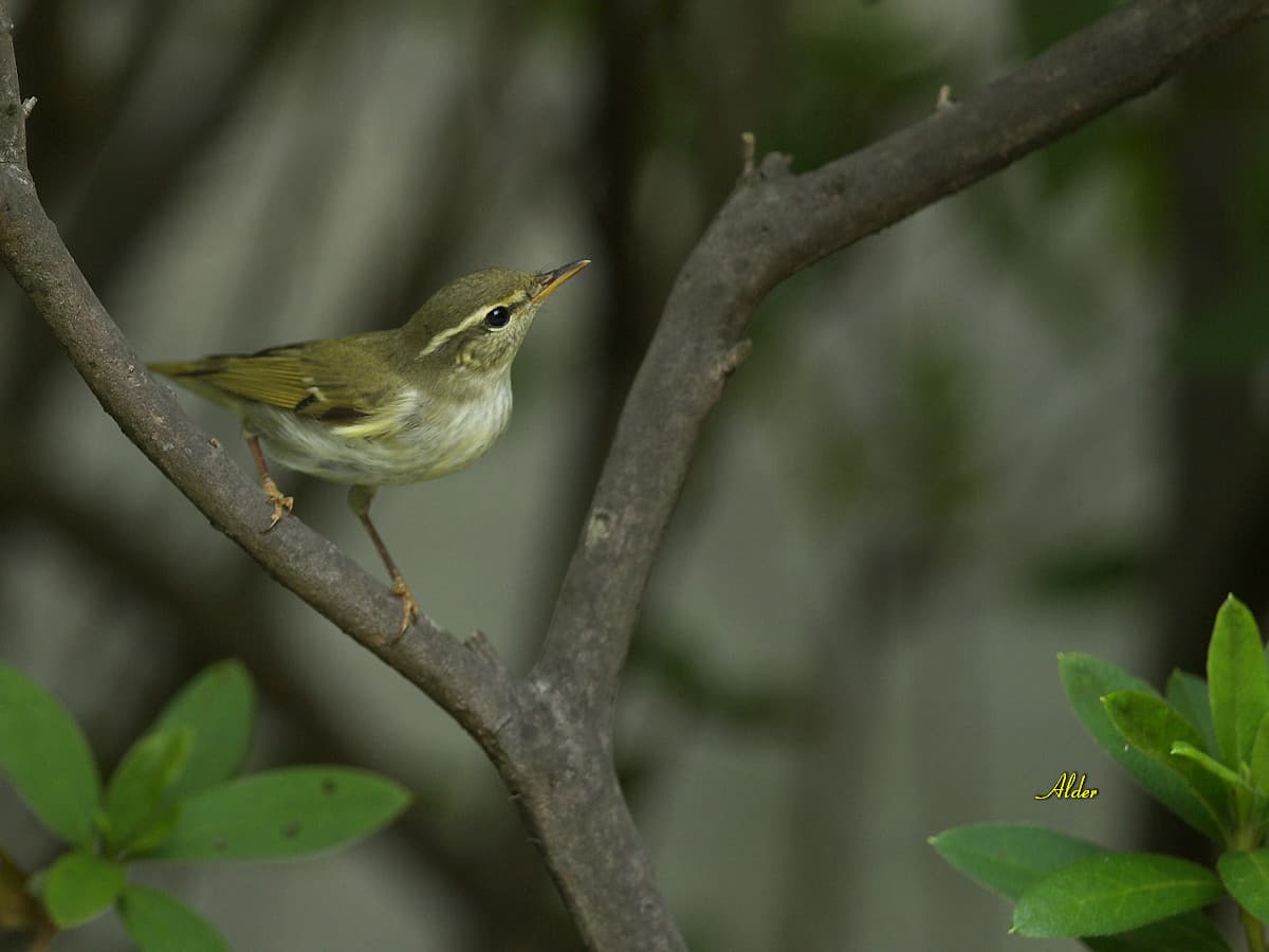 Noordse Boszanger (Phylloscopus borealis) - Arctic Warbler 4683