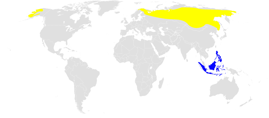 Noordse Boszanger (Phylloscopus borealis) - Phylloscopus borealis distribution map