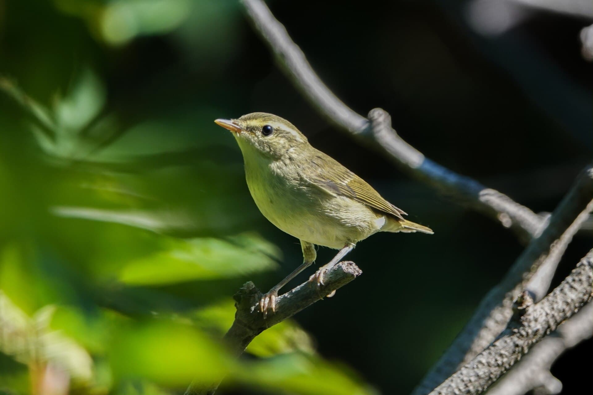 Noordse Boszanger (Phylloscopus borealis) - Kamchatka Leaf Warbler imported from iNaturalist photo 313019515 on 20 June 2024