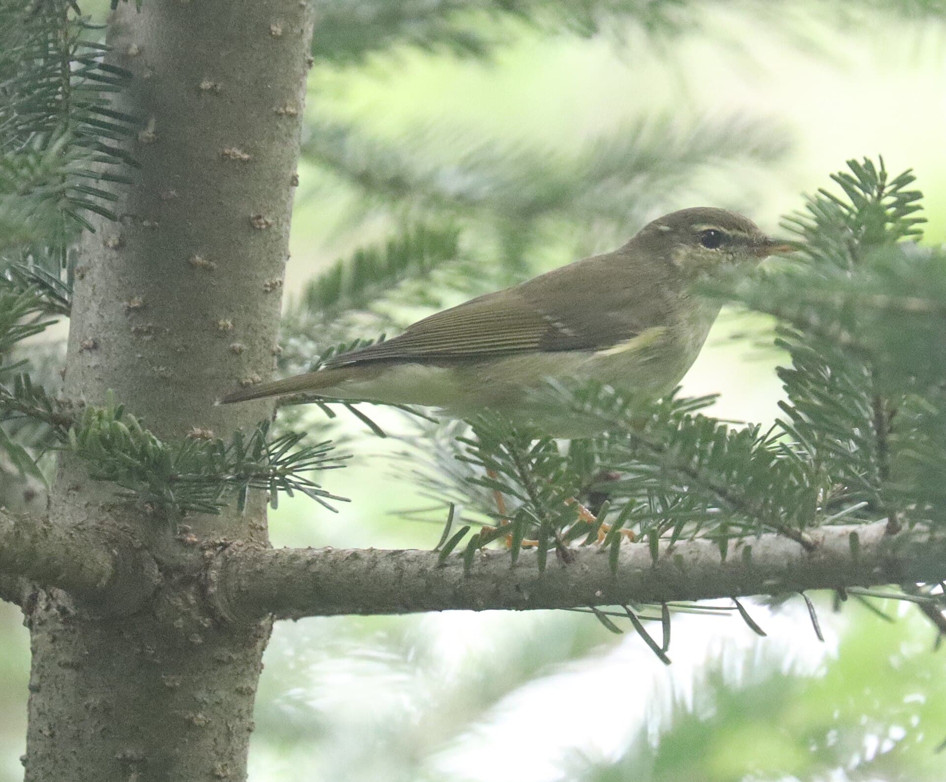 Noordse Boszanger (Phylloscopus borealis) - Phylloscopus borealis s2