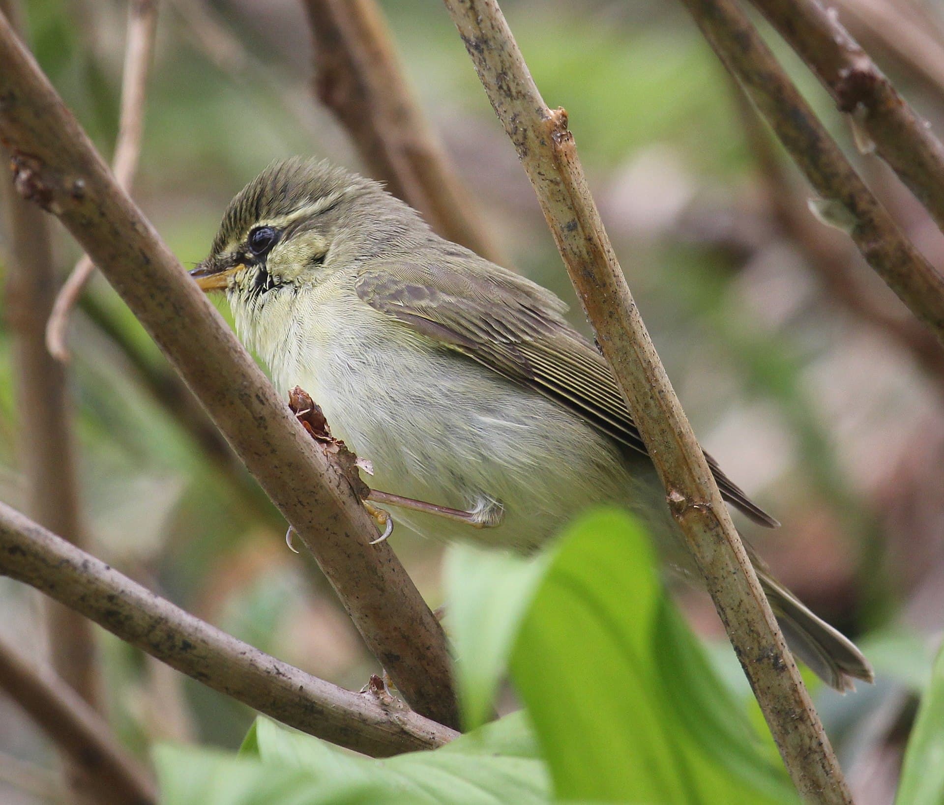 Noordse Boszanger (Phylloscopus borealis) - Phylloscopus borealis