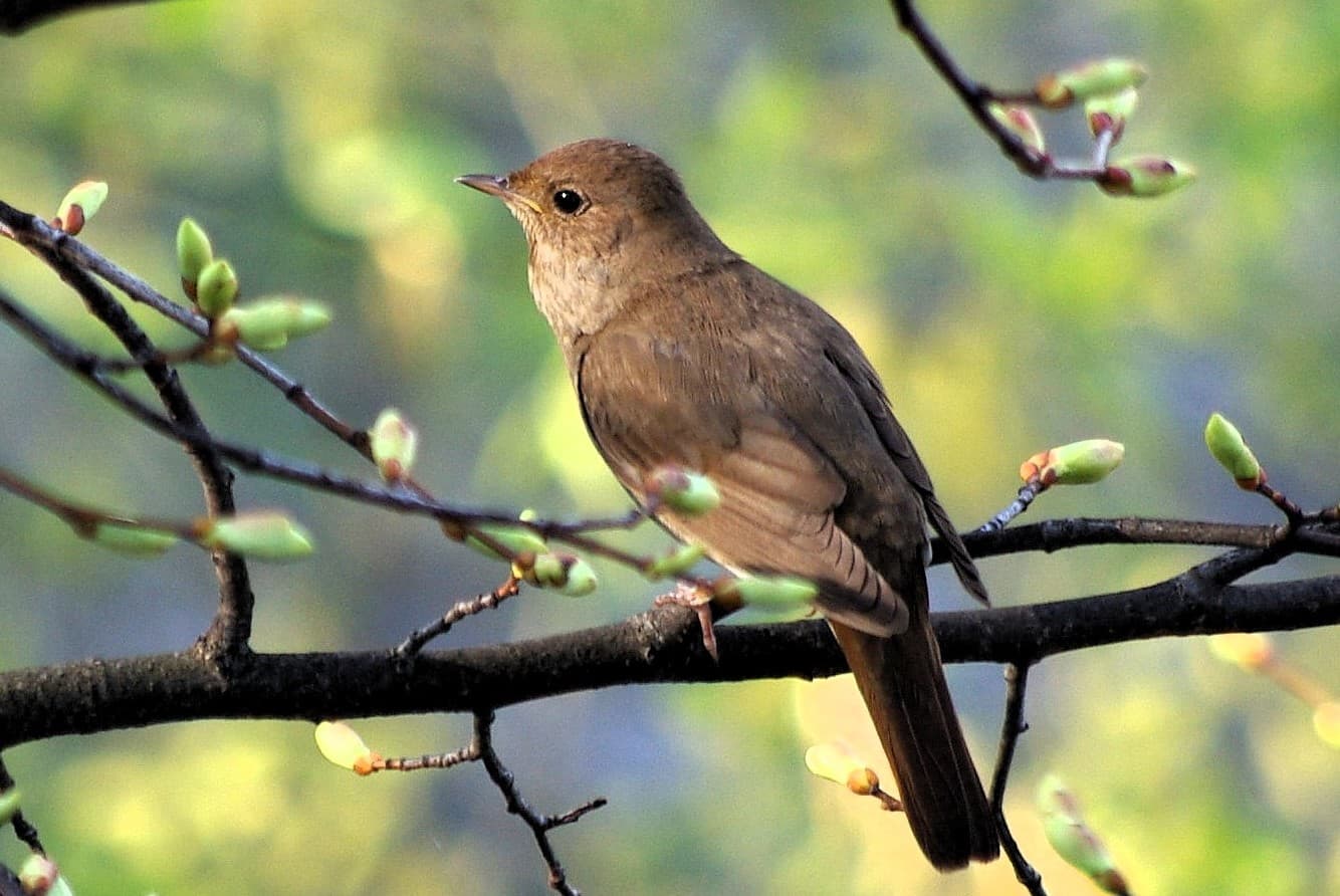 Noordse Nachtegaal (Luscinia luscinia) - Nightingale of ancient Uglich