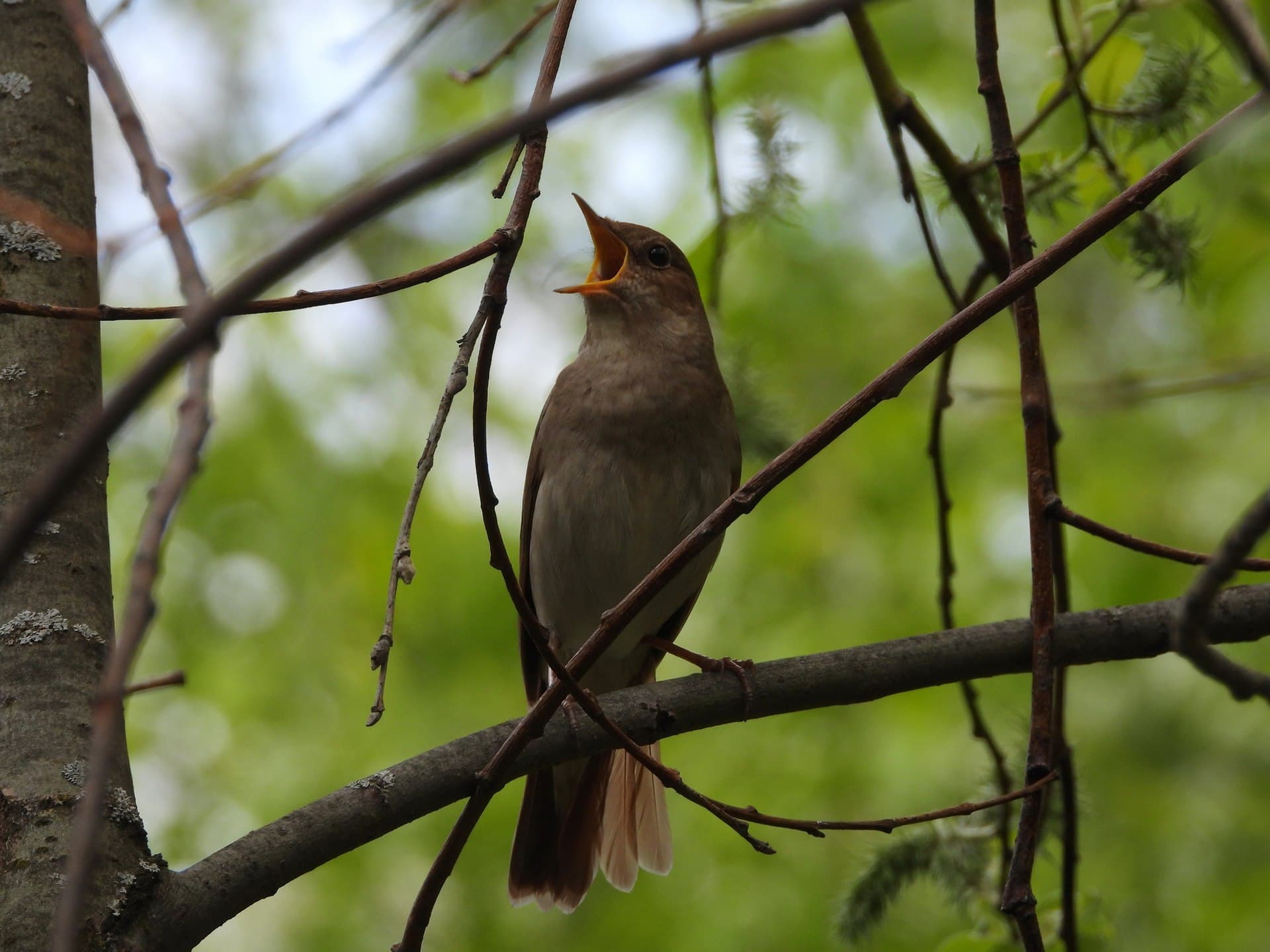 Noordse Nachtegaal (Luscinia luscinia) - Luscinia luscinia, Perm, Russia 2