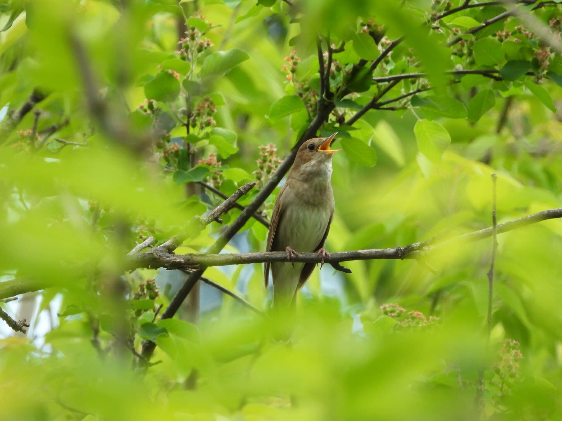 Noordse Nachtegaal (Luscinia luscinia) - Luscinia luscinia, Perm, Russia 4