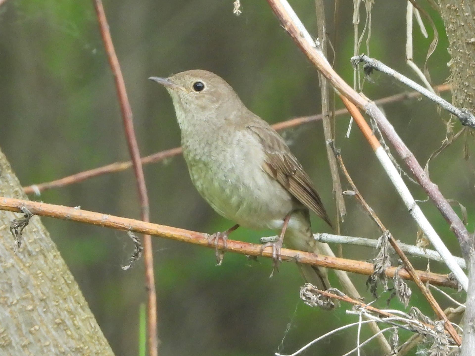 Noordse Nachtegaal (Luscinia luscinia) - Luscinia luscinia, Barda, Permsky Krai, Russia 1