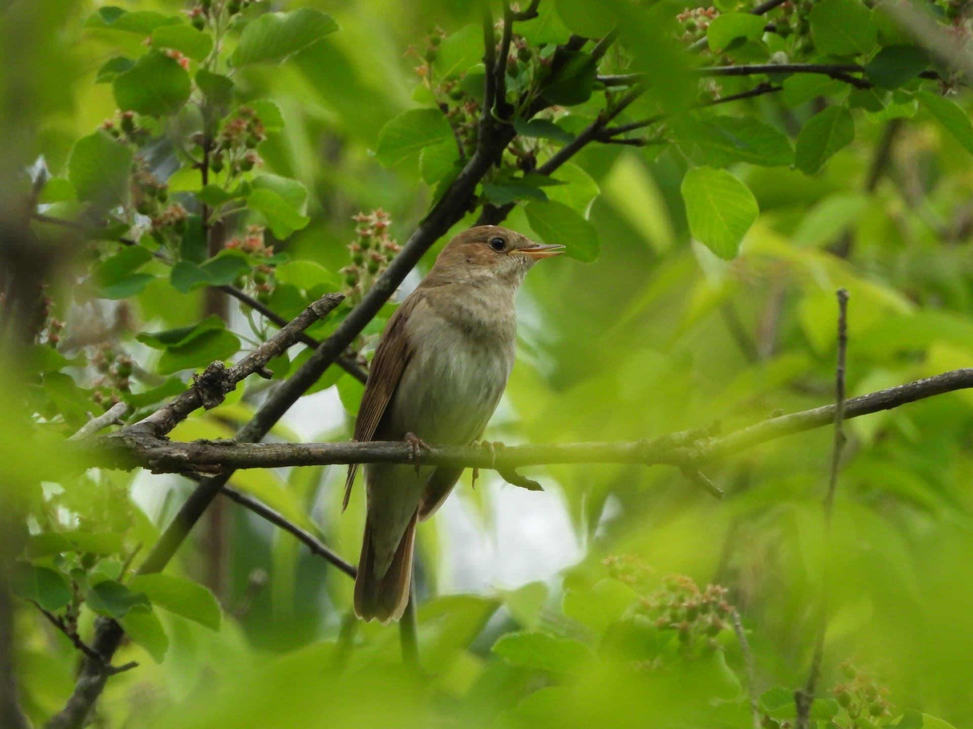 Noordse Nachtegaal (Luscinia luscinia) - Luscinia luscinia, Perm, Russia 3