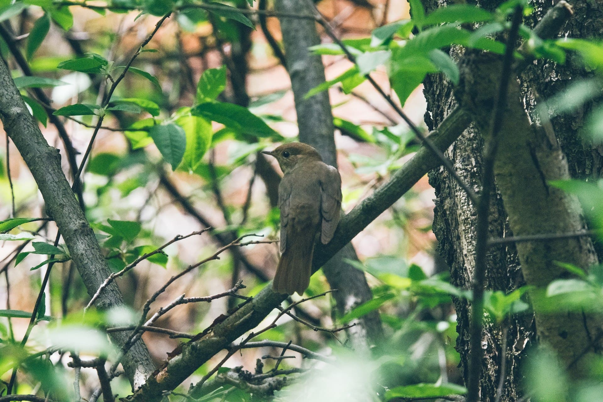 Noordse Nachtegaal (Luscinia luscinia) - Luscinia luscinia, Helsinki, Finland 1