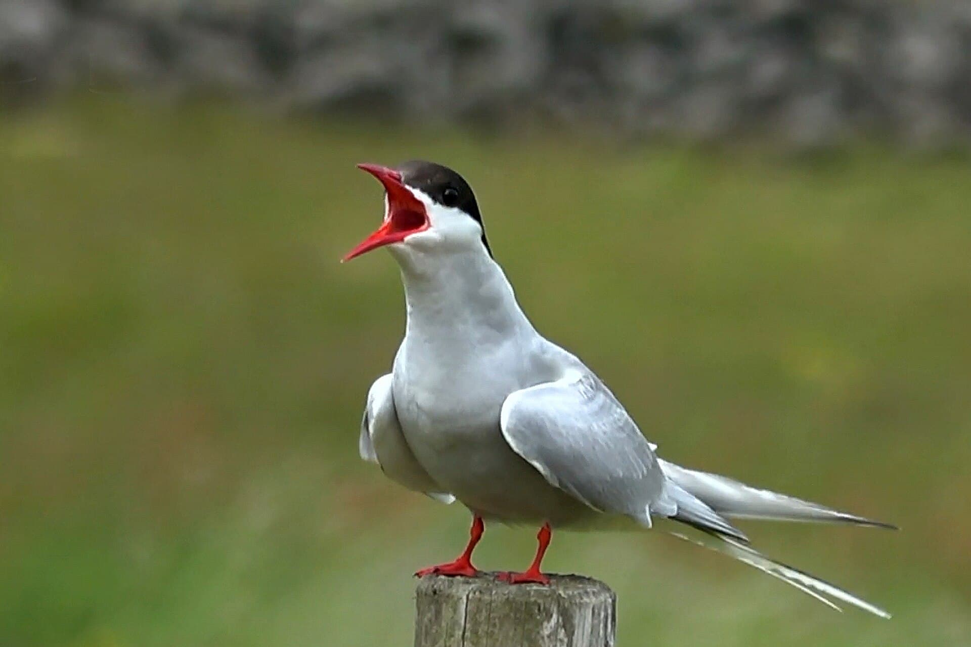 Noordse Stern (Sterna paradisaea) - 00 3786. Küstenseeschwalbe