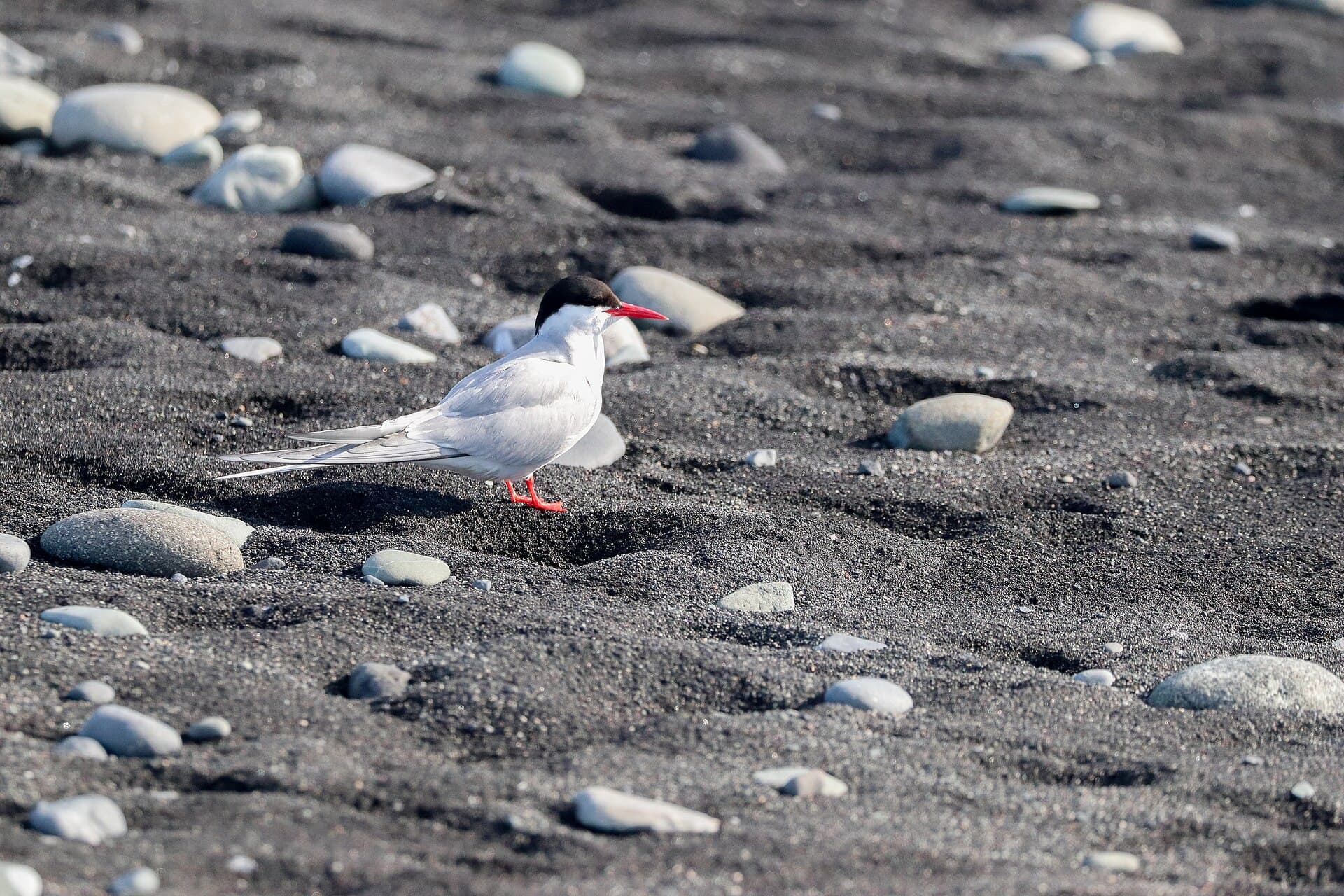 Noordse Stern (Sterna paradisaea) - Arctic Tern on Beach