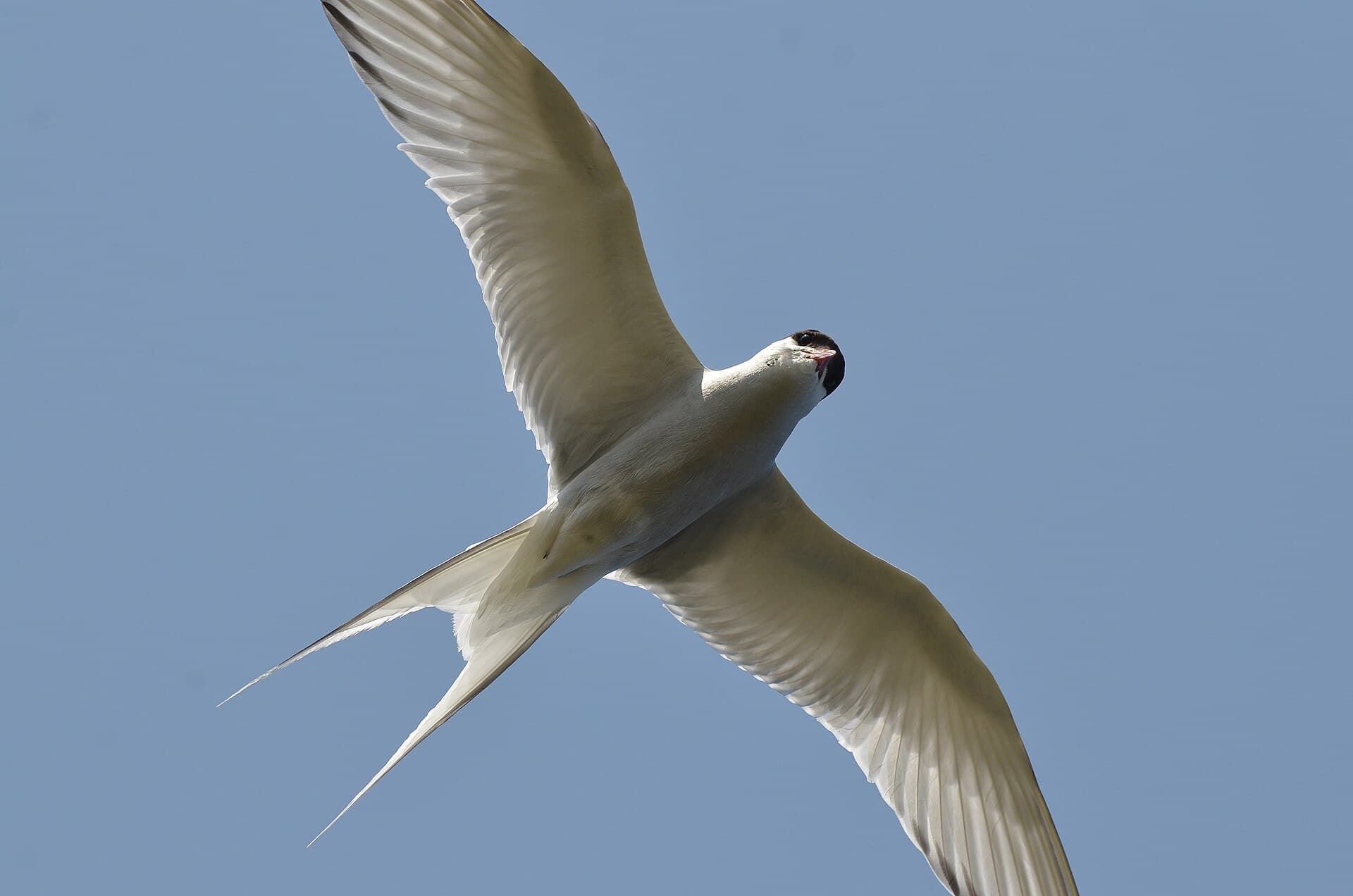 Noordse Stern (Sterna paradisaea) - Arctic tern (14643299569)