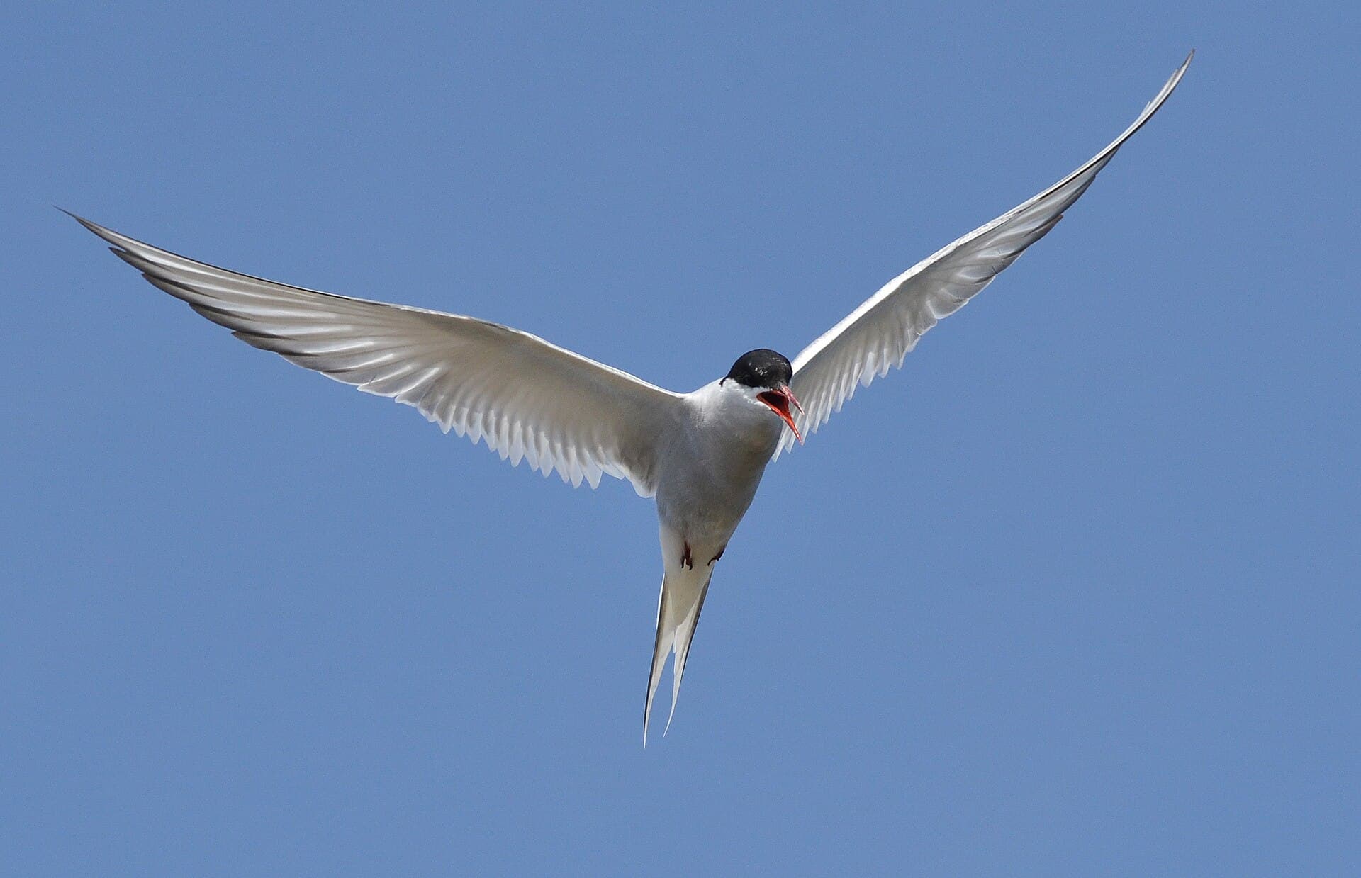 Noordse Stern (Sterna paradisaea) - Arctic tern (14829589202)