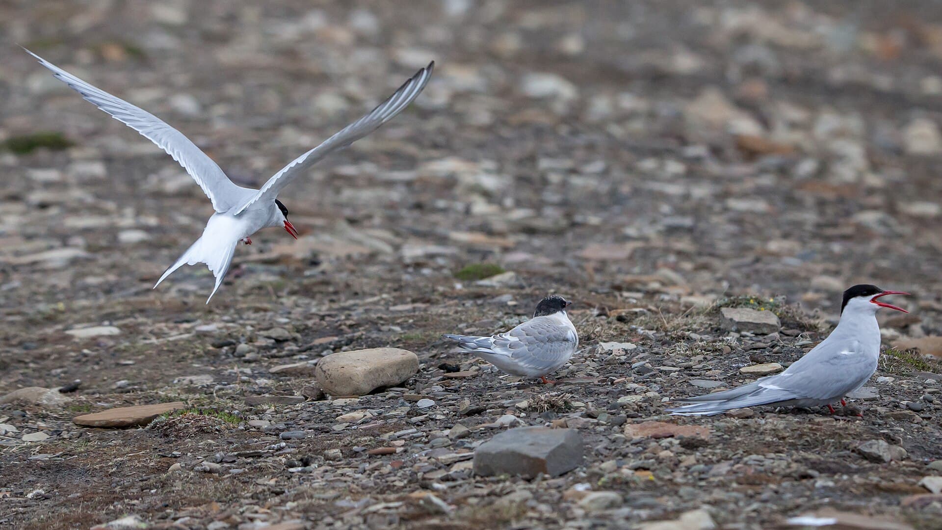 Noordse Stern (Sterna paradisaea) - Arctic tern family during flying lessons