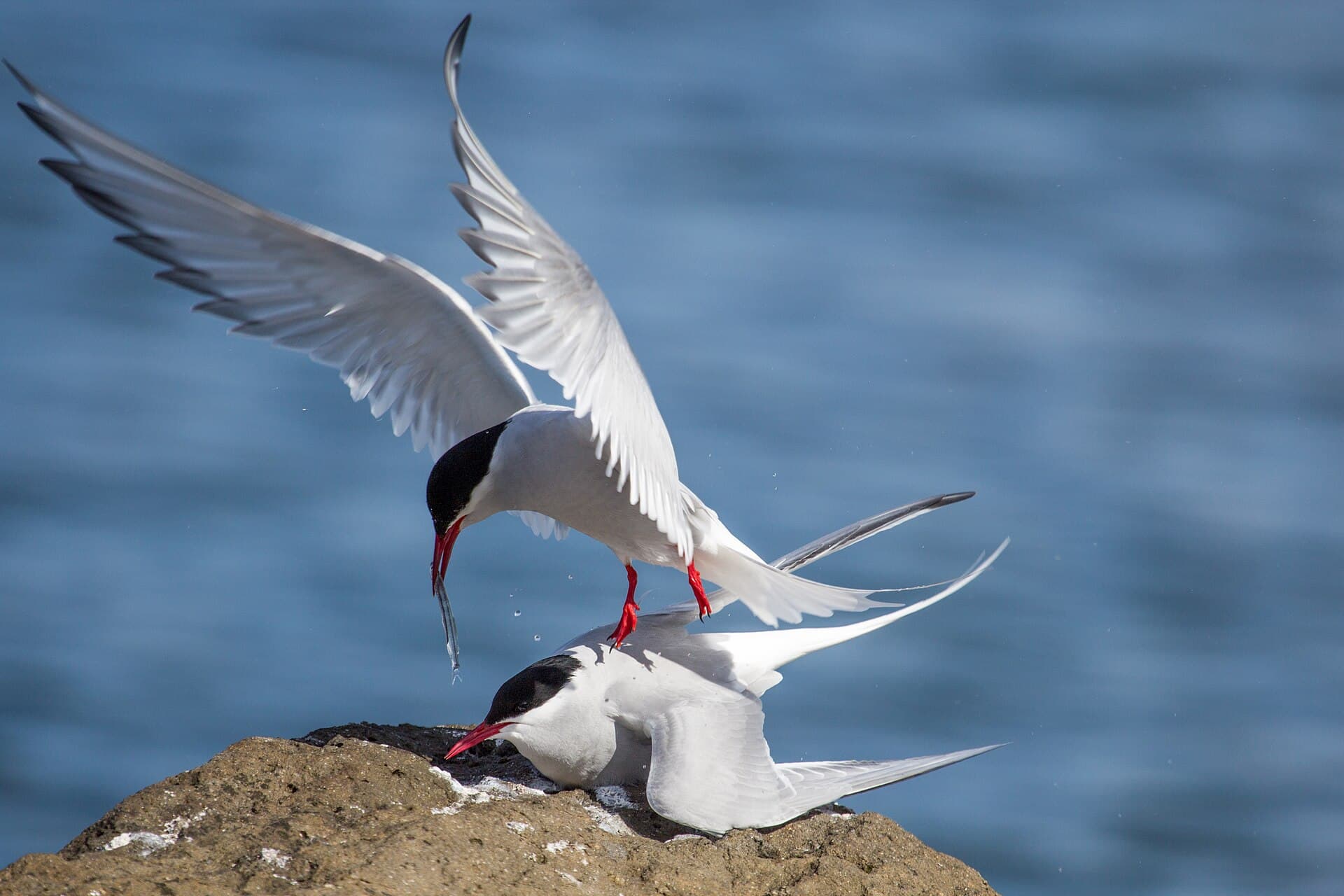 Noordse Stern (Sterna paradisaea) - Arctic terns (Sterna paradisaea) displaying