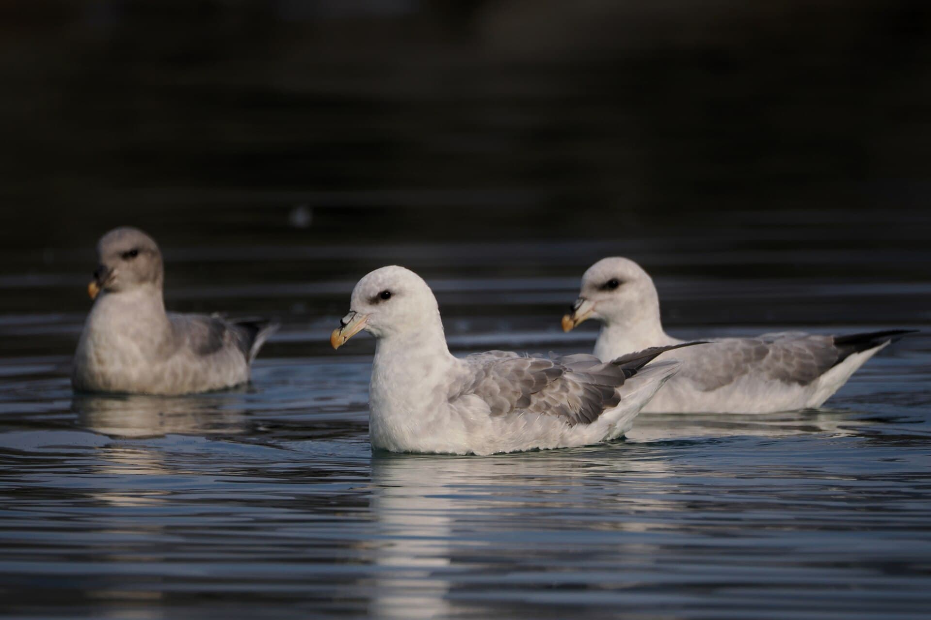 Noordse Stormvogel (Fulmarus glacialis) - Northern Fulmar imported from iNaturalist photo 311322681 on 1 January 2024