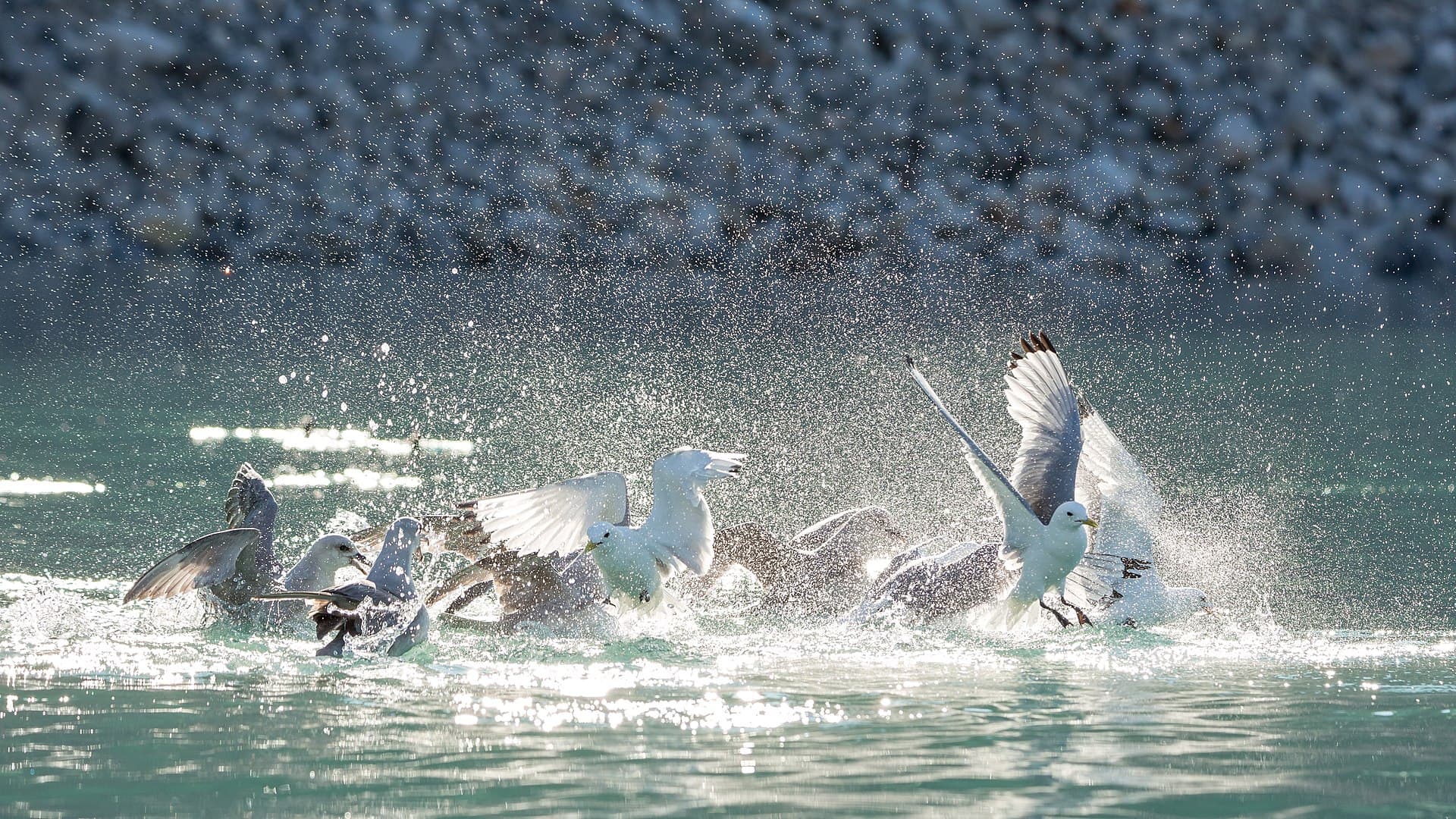 Noordse Stormvogel (Fulmarus glacialis) - Northern fulmars chasing Kittywakes away from their fishing ground