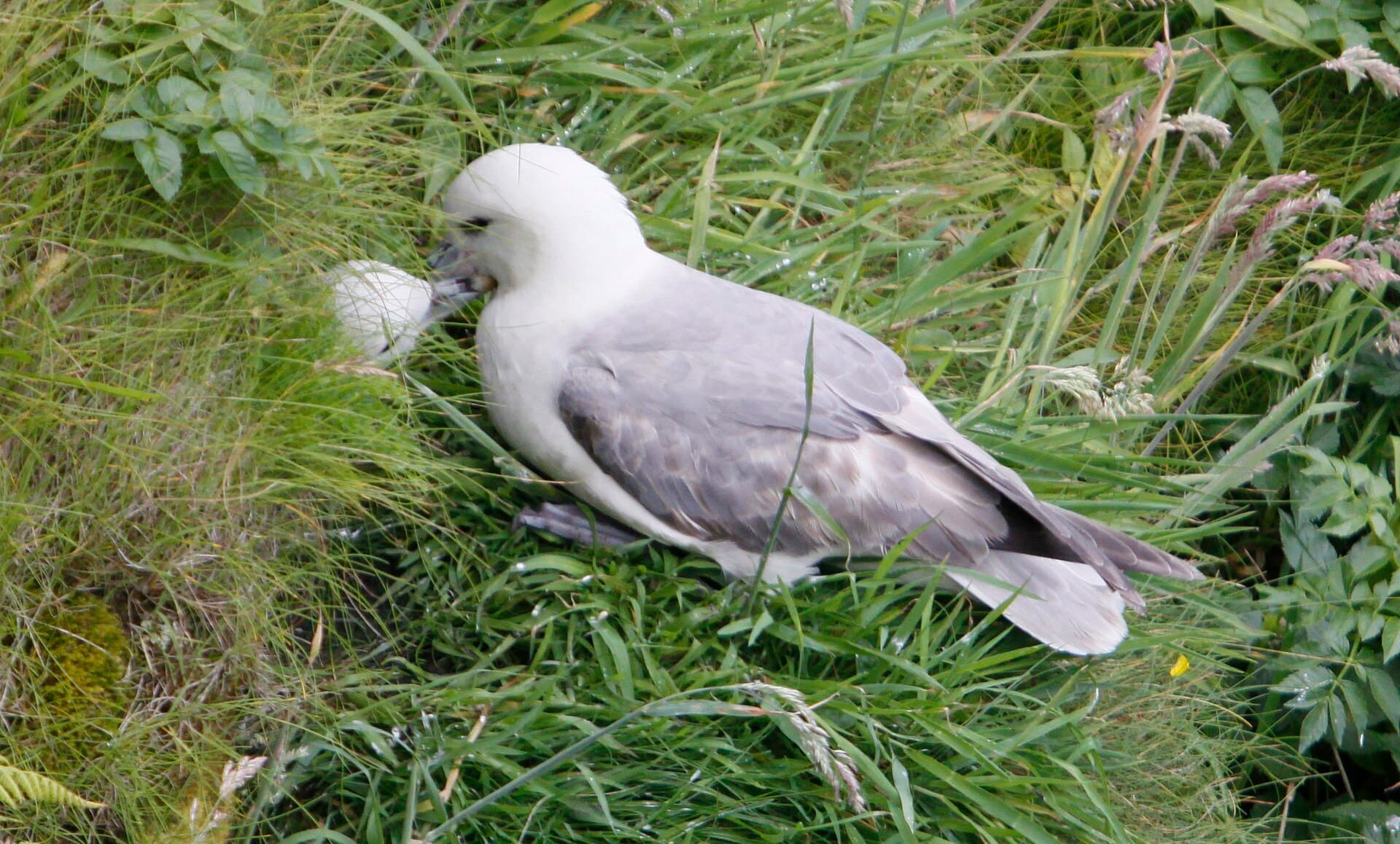 Noordse Stormvogel (Fulmarus glacialis) - Fulmarus glacialis pair, Handa Island Scotland 02