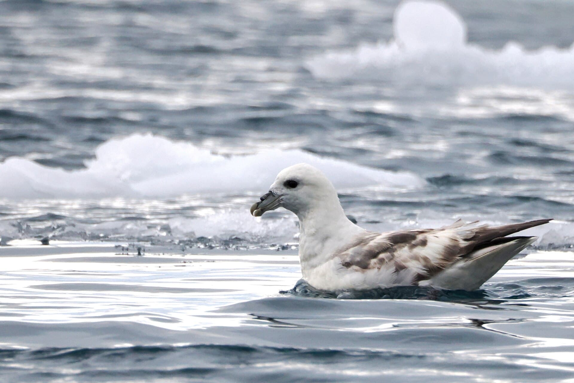 Noordse Stormvogel (Fulmarus glacialis) - Northern Fulmar imported from iNaturalist photo 314086814 on 31 December 2023