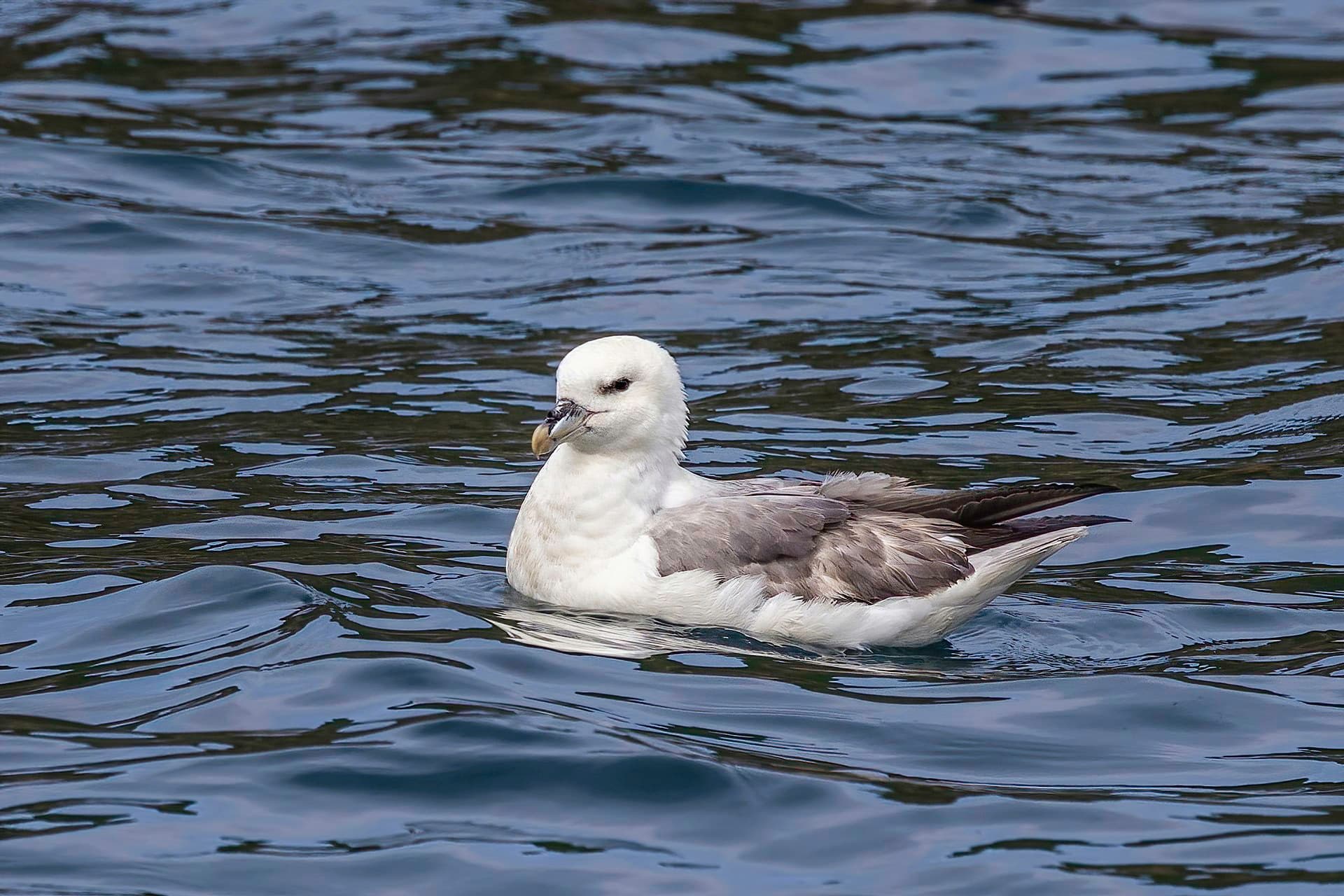 Noordse Stormvogel (Fulmarus glacialis) - Fulmar (Fulmarus glacialis) on water