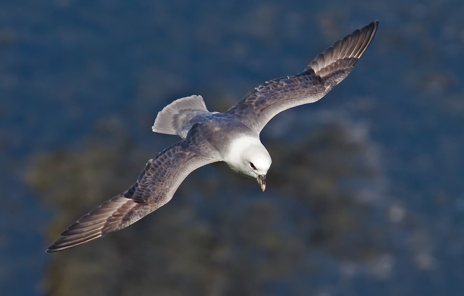 Noordse Stormvogel (Fulmarus glacialis) - Northern-Fulmar2 cropped