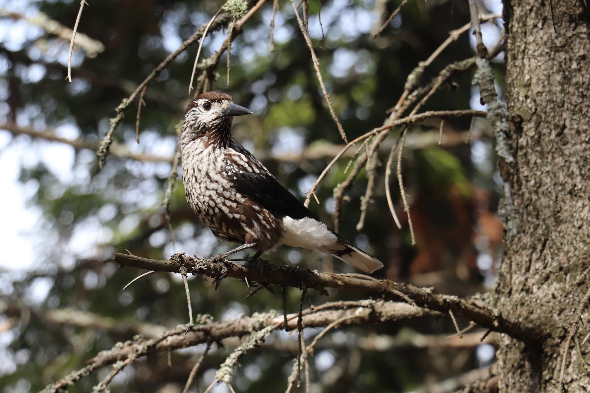 Notekraker (Nucifraga caryocatactes) - Nucifraga caryocatactes macrorhynchos, Khanty-Mansiysk, Khanty-Mansi Autonomous Okrug, Russia 3