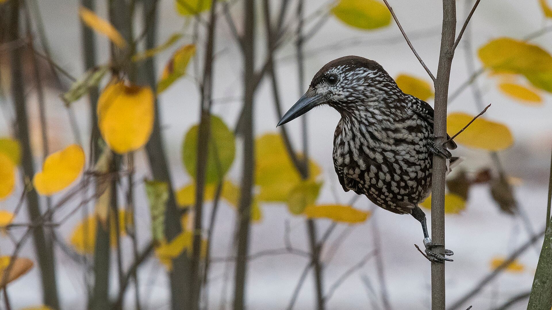Notekraker (Nucifraga caryocatactes) - Nötkråka, Gävle, Gästrikland, Oktober 2017 (38496774151)