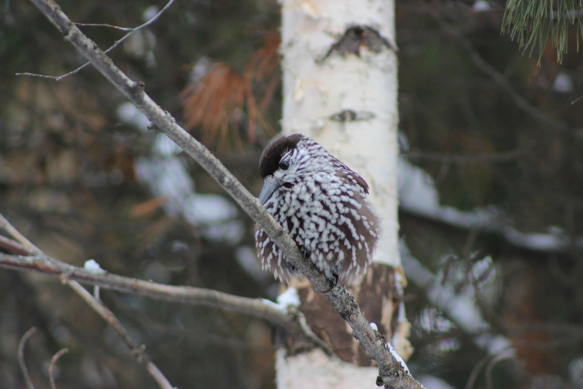 Notekraker (Nucifraga caryocatactes) - Nucifraga caryocatactes macrorhynchos, Khanty-Mansiysk, Khanty-Mansi Autonomous Okrug, Russia 1