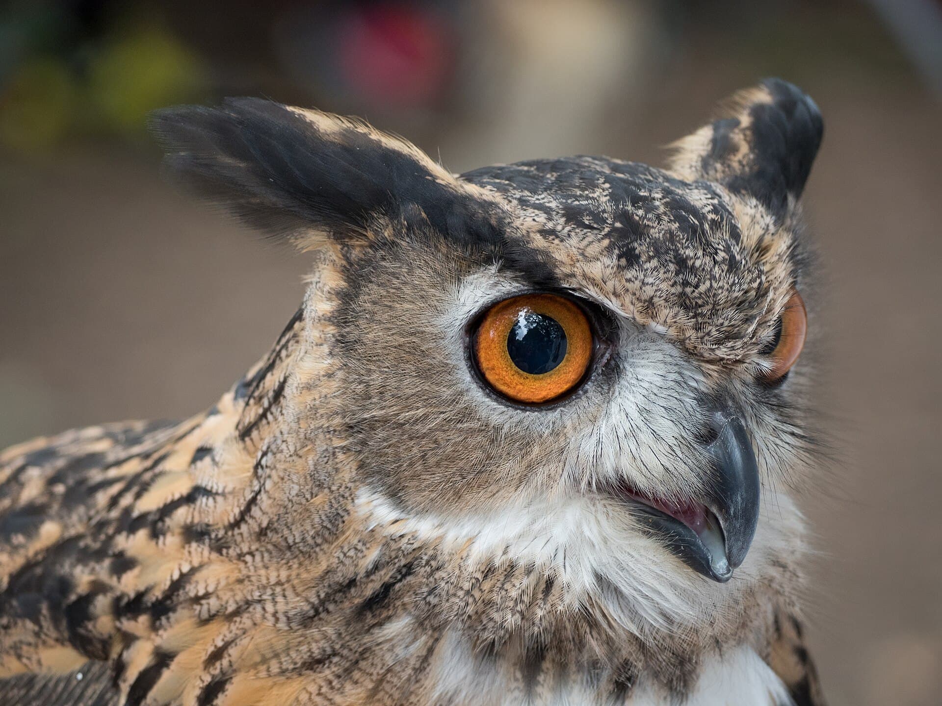 Oechoe (Bubo bubo) - Eurasian eagle-owl (44078)
