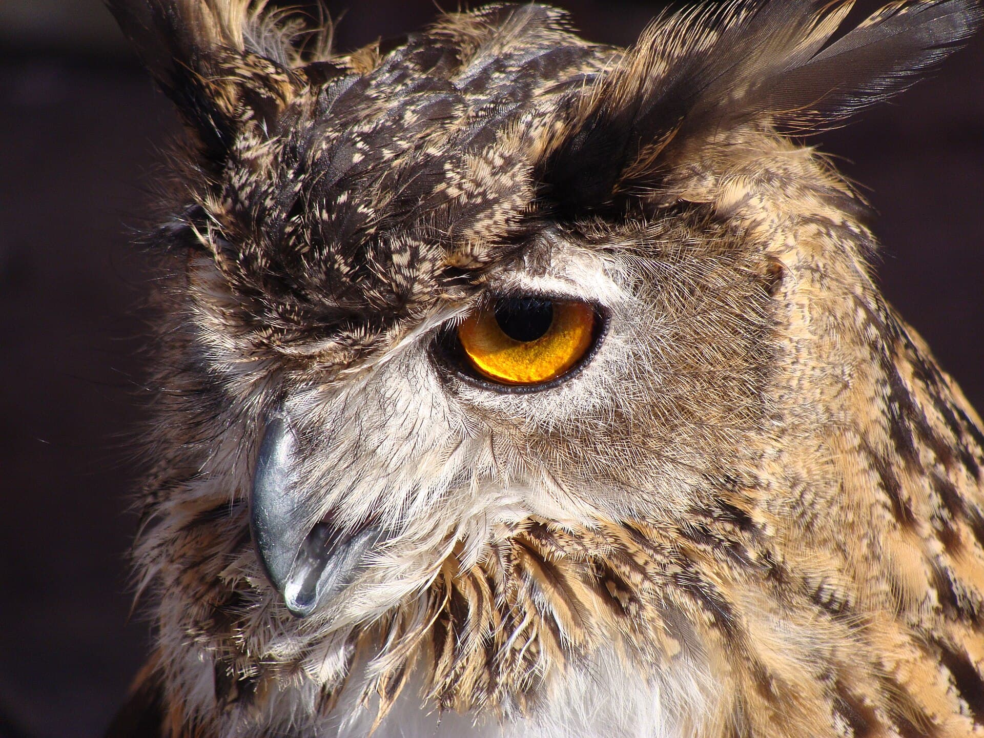 Oechoe (Bubo bubo) - Bubo bubo.003 - Betanzos