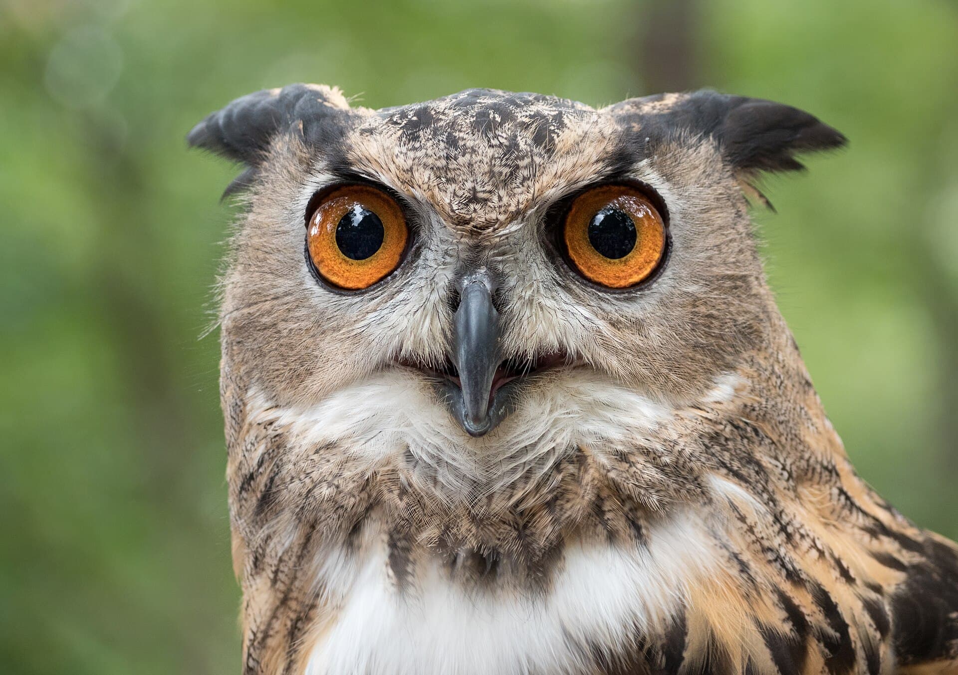 Oechoe (Bubo bubo) - Eurasian eagle-owl (44088)