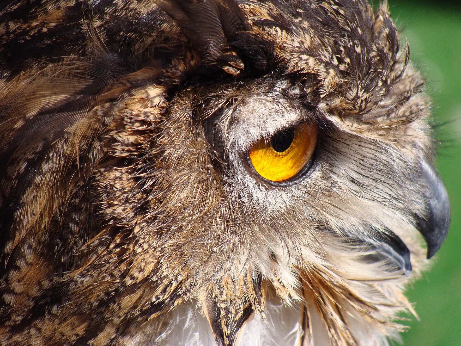 Oechoe (Bubo bubo) - Bubo bubo.005 - Betanzos