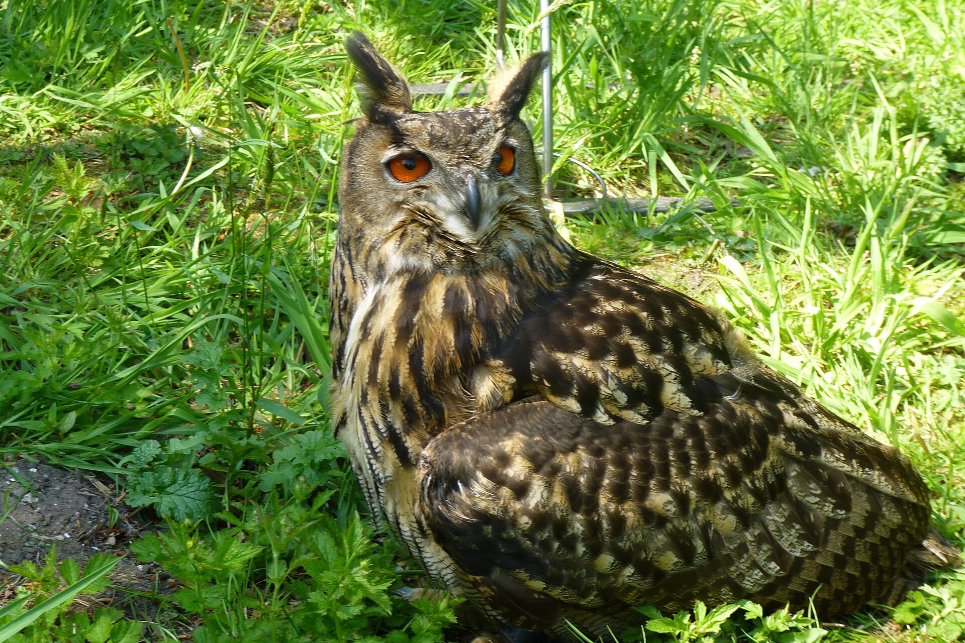 Oechoe (Bubo bubo) - Eurasian eagle-owl (Bubo bubo) 2024