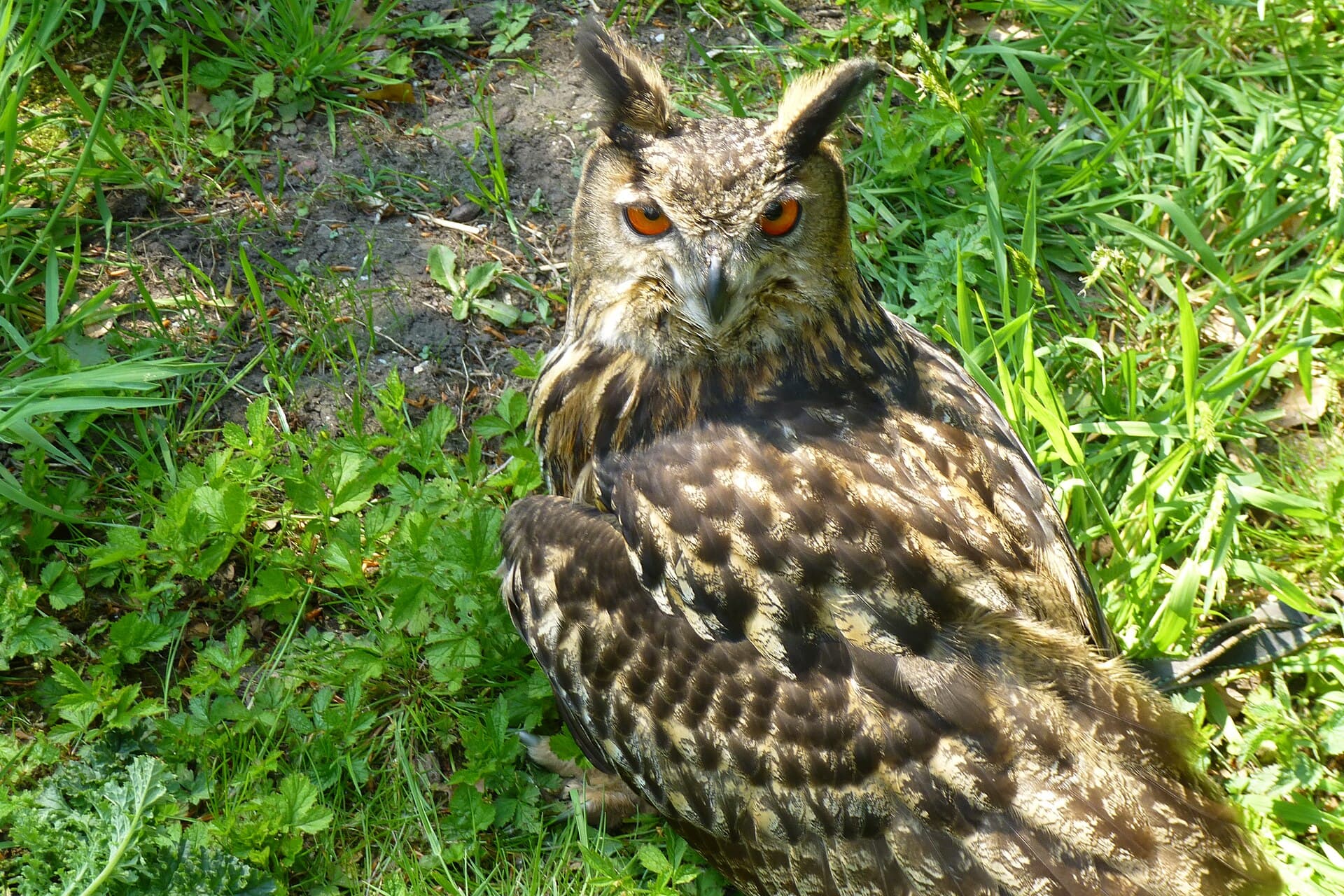 Oechoe (Bubo bubo) - Eurasian eagle owl (Bubo bubo) 2024