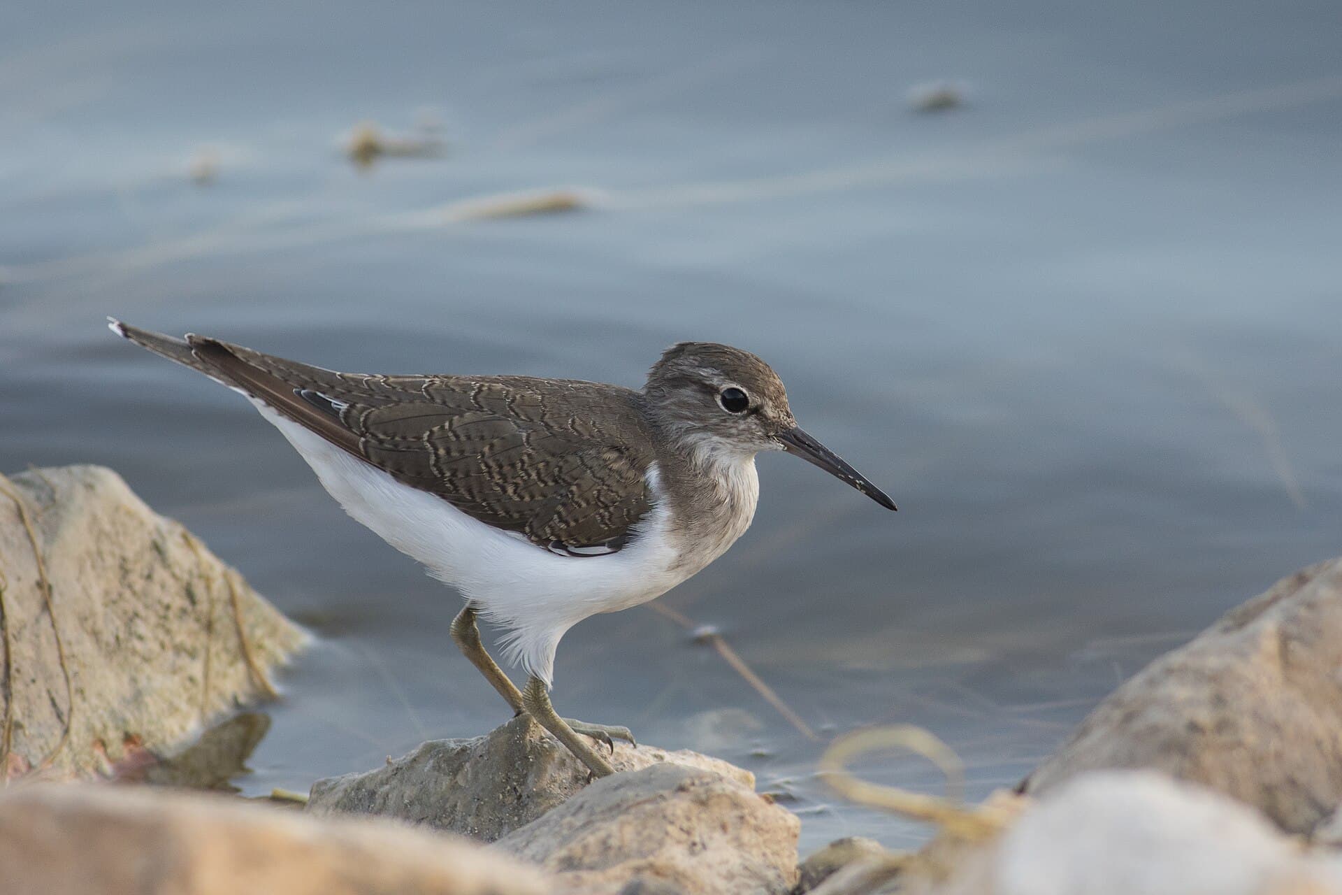 Oeverloper (Actitis hypoleucos) - Actitis hypoleucos iL 3
