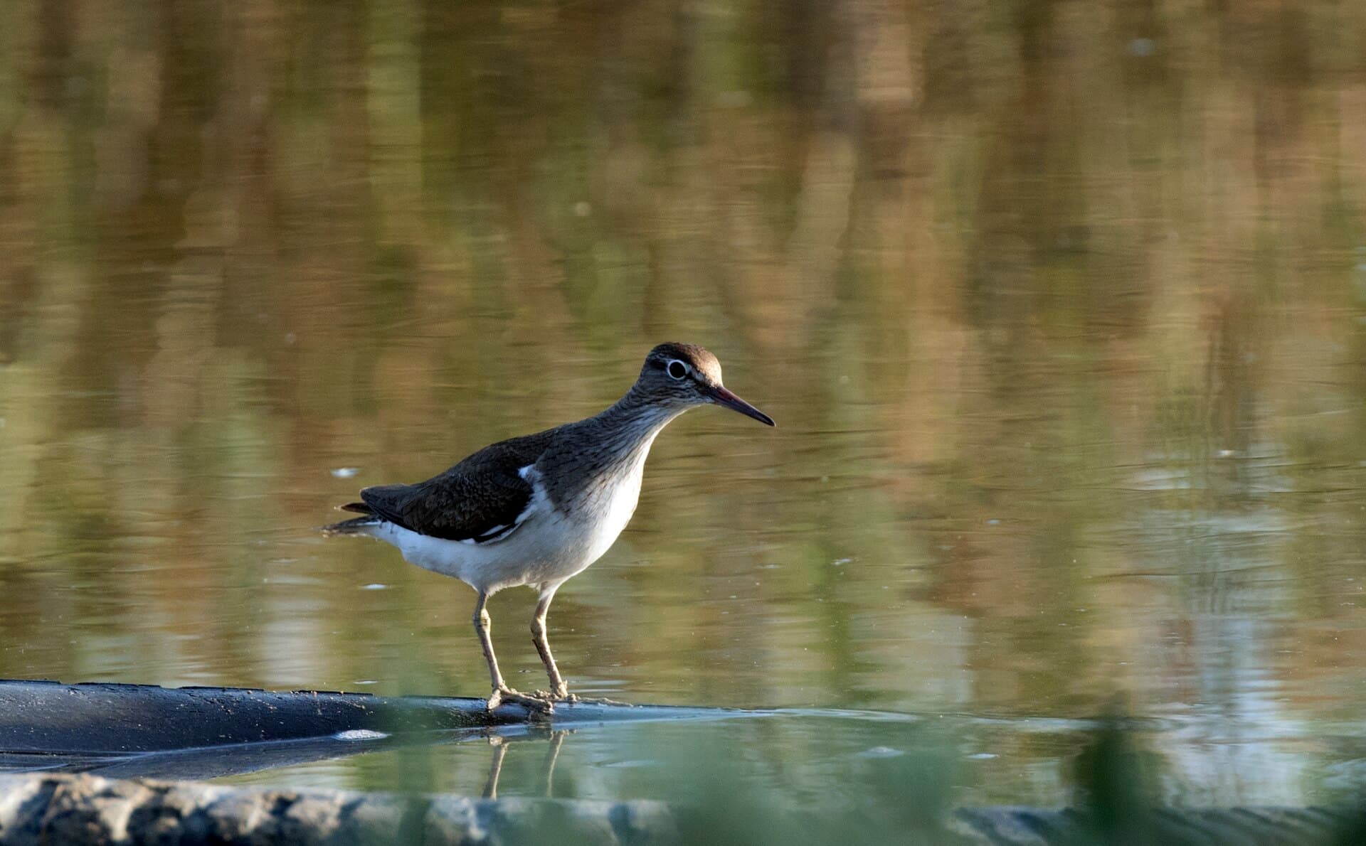 Oeverloper (Actitis hypoleucos) - Actitis hypoleucos - Common Sandpiper 02