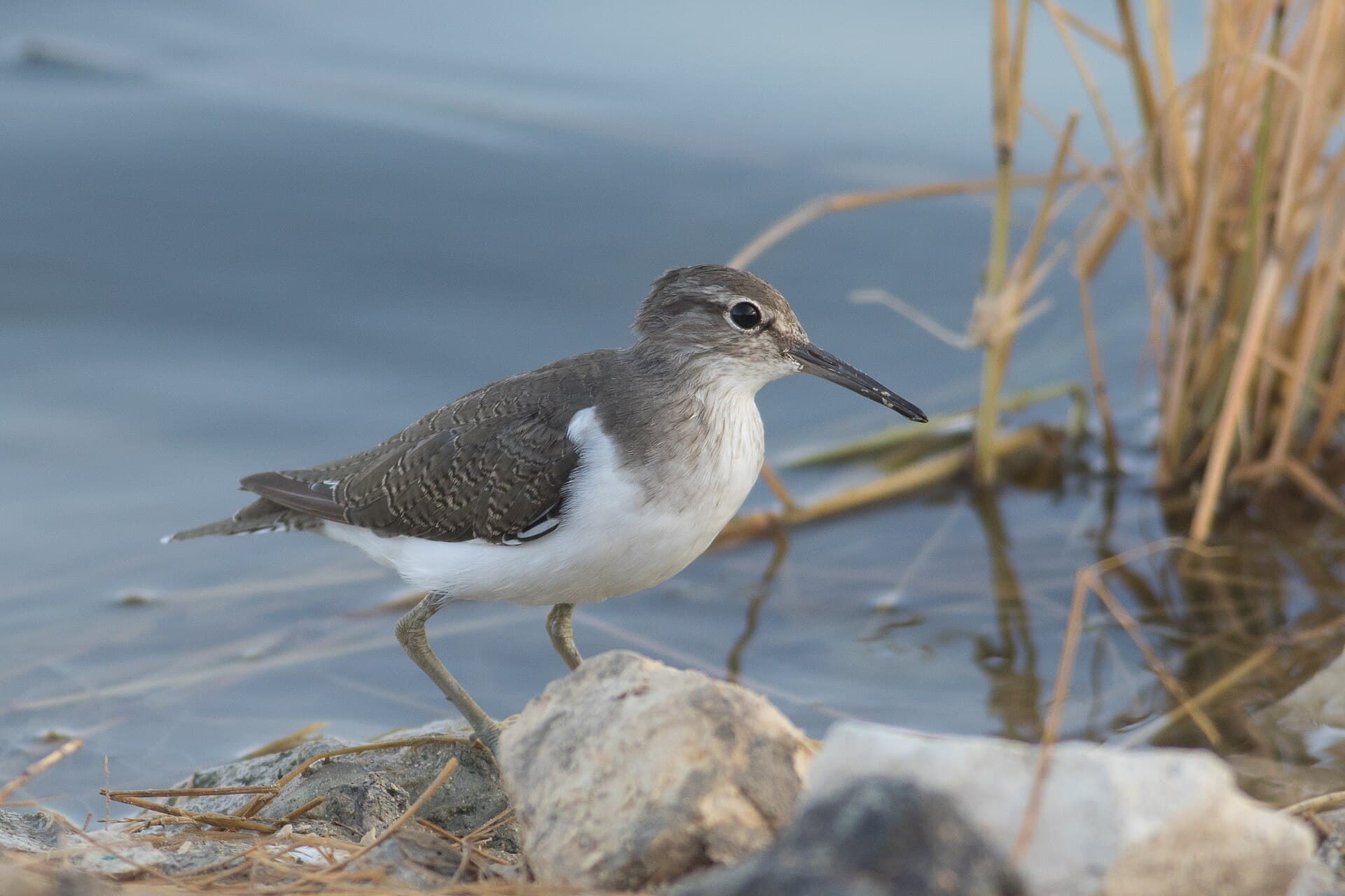 Oeverloper (Actitis hypoleucos) - Actitis hypoleucos iL 1