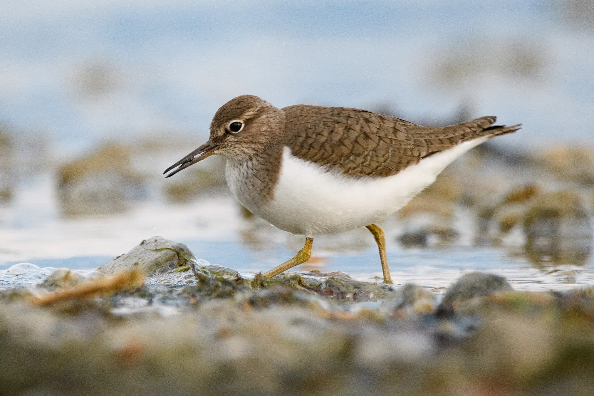 Oeverloper (Actitis hypoleucos) - Common sandpiper lake geneva-4