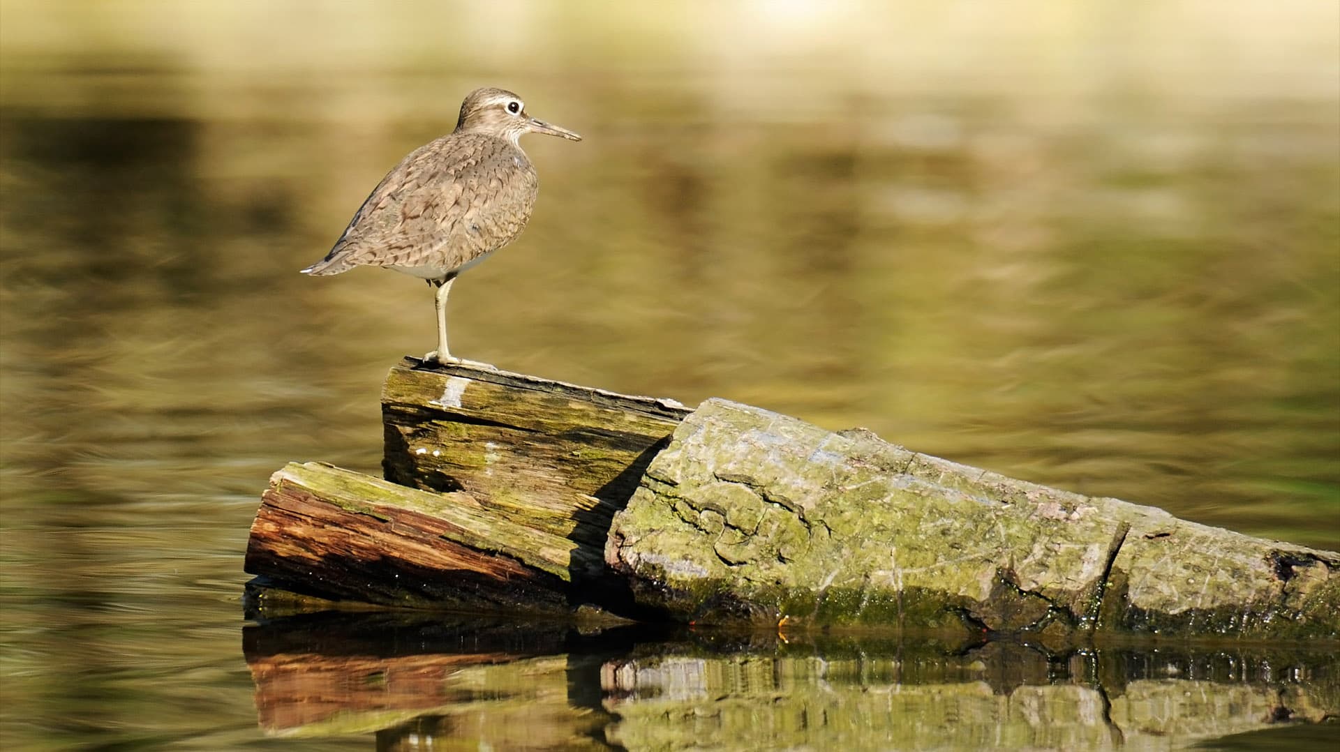 Oeverloper (Actitis hypoleucos) - Actitis hypoleucos