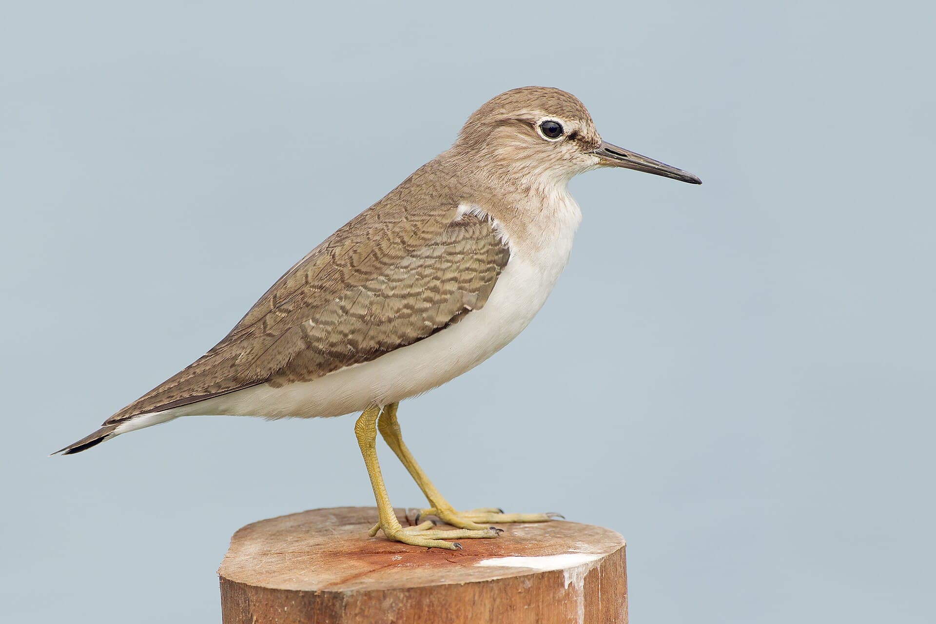 Oeverloper (Actitis hypoleucos) - Actitis hypoleucos - Laem Pak Bia