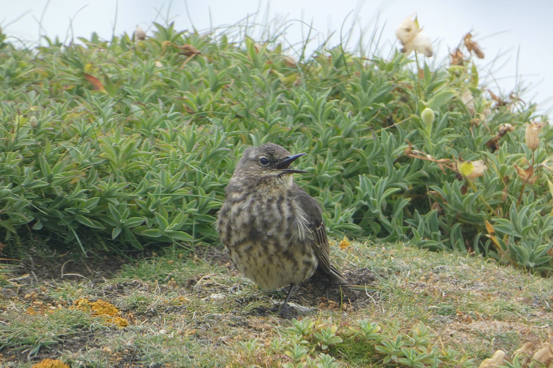 Oeverpieper (Anthus petrosus) - Rock pipit