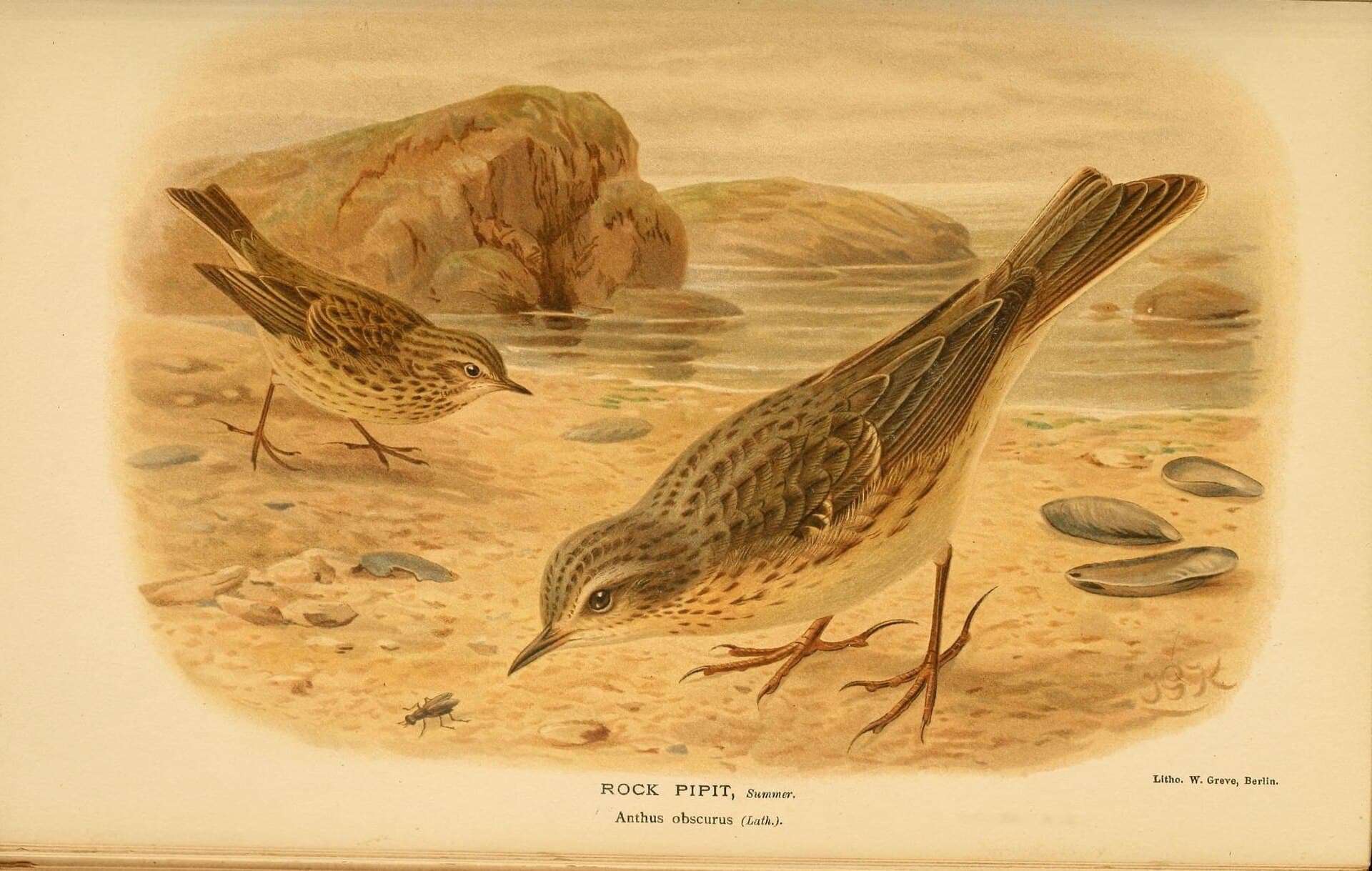 Oeverpieper (Anthus petrosus) - Coloured figures of the birds of the British Islands - issued by Lord Lilford (10036323174)