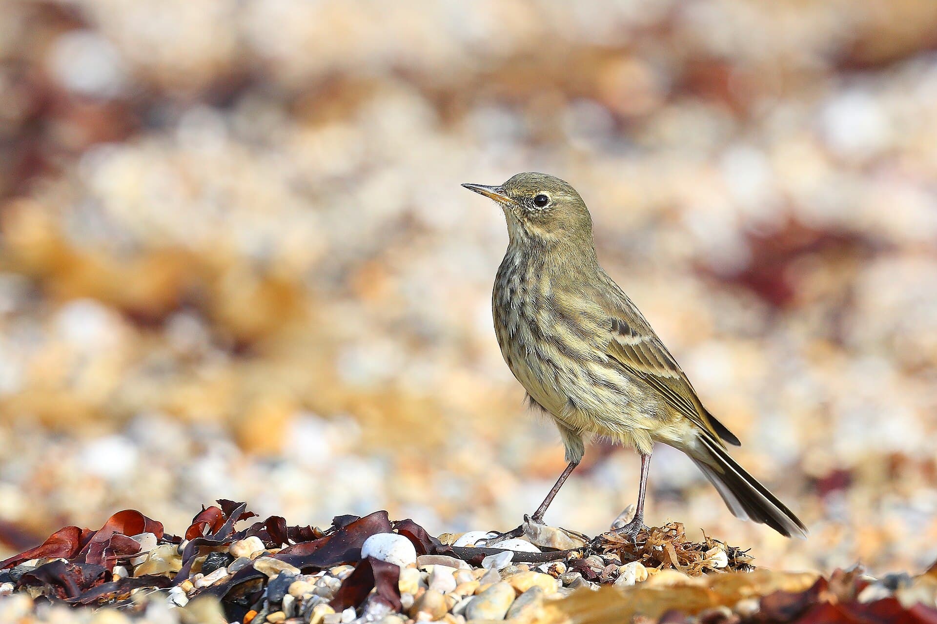 Oeverpieper (Anthus petrosus) - Anthus petrosus