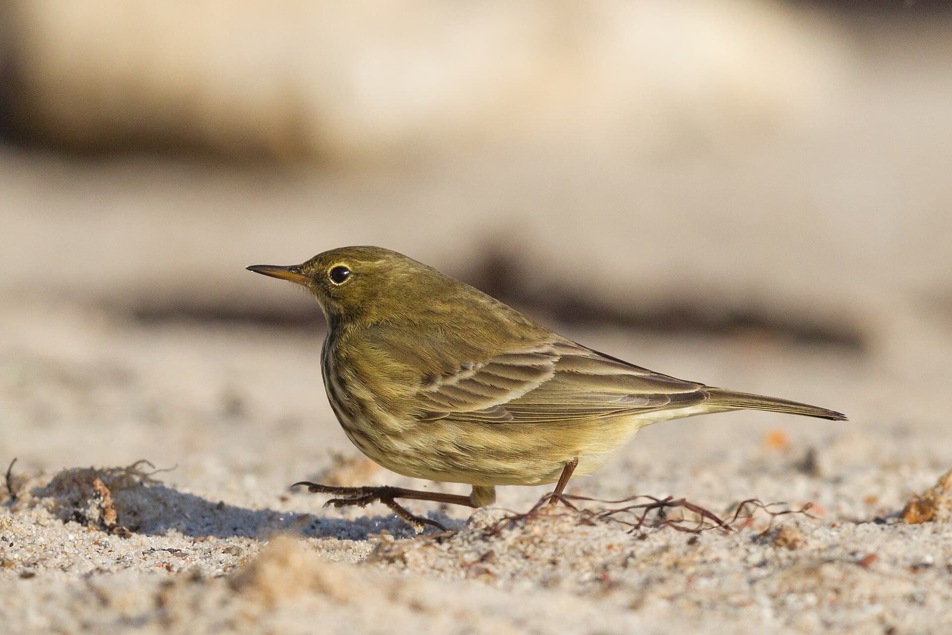 Oeverpieper (Anthus petrosus) - Eurasian Rock Pipit, Helgoland 1