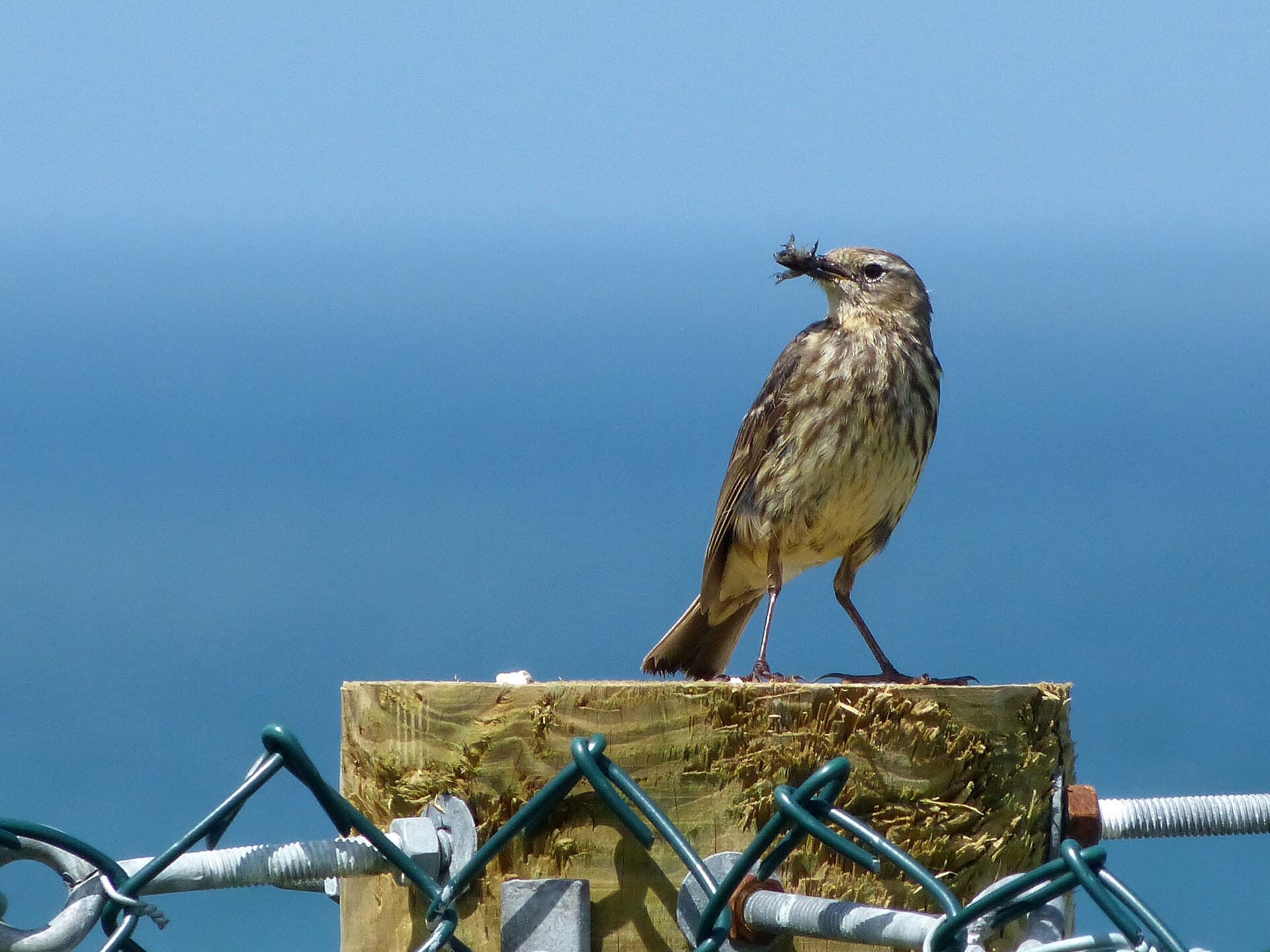 Oeverpieper (Anthus petrosus) - Rock Pipit, Newquay, Cornwall (7503363132)
