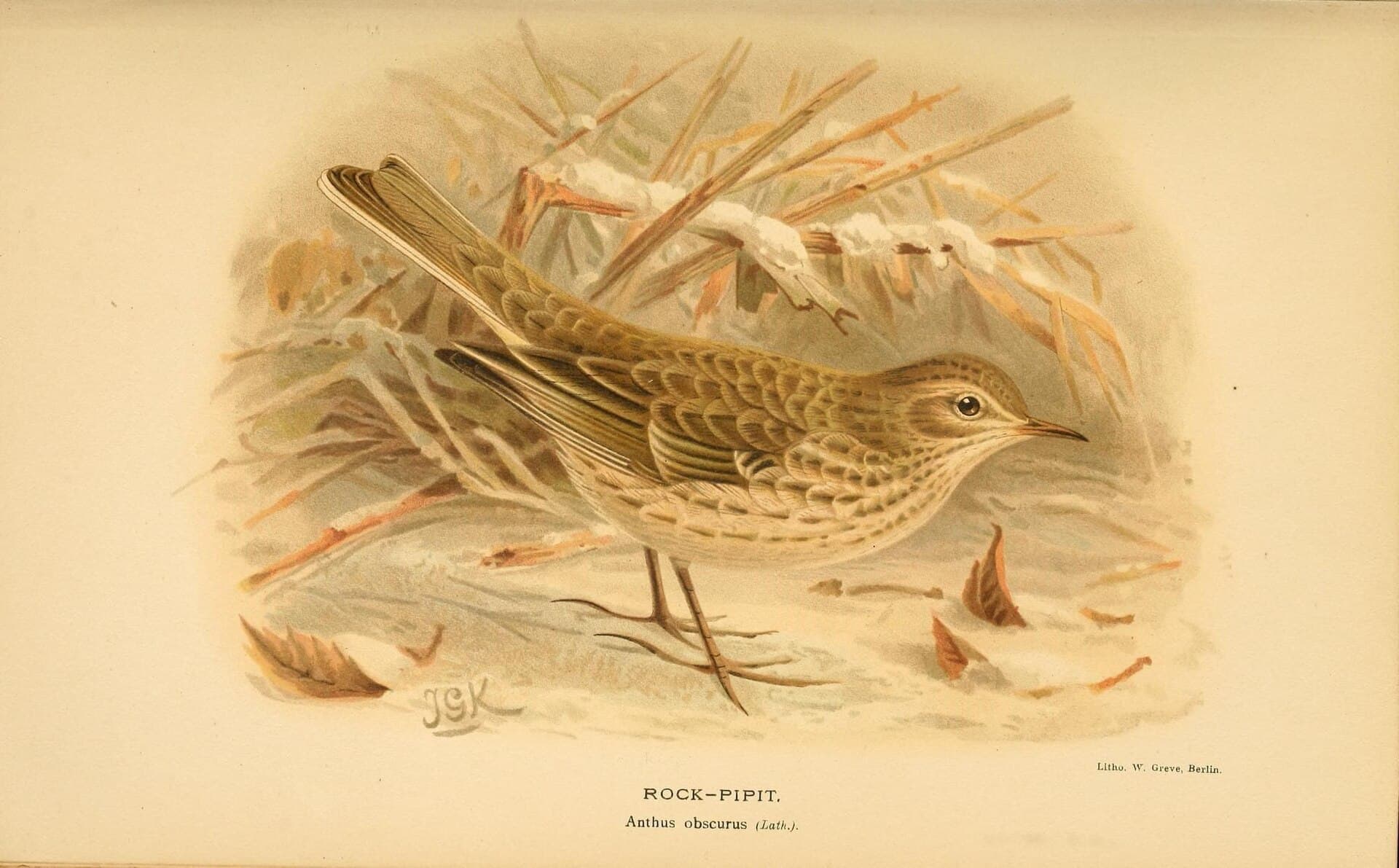 Oeverpieper (Anthus petrosus) - Coloured figures of the birds of the British Islands - issued by Lord Lilford (10036325064)