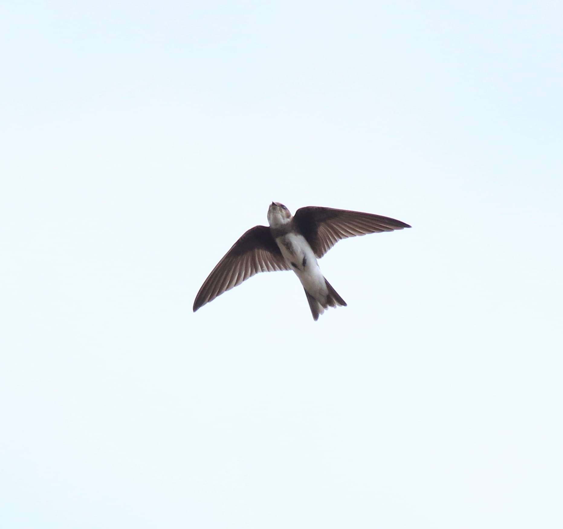Oeverzwaluw (Riparia riparia) - Bank swallow (Riparia riparia) 7
