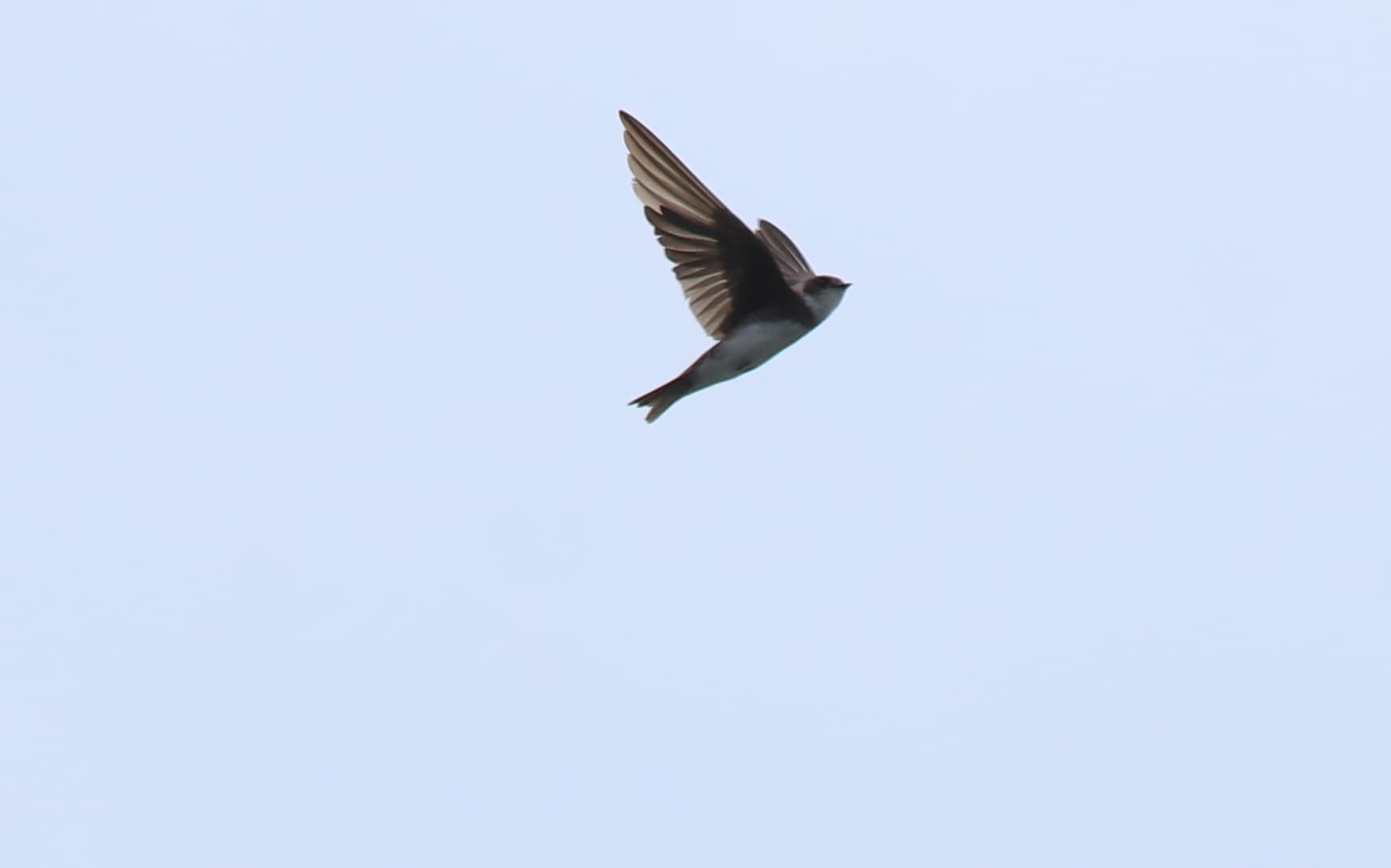 Oeverzwaluw (Riparia riparia) - Bank swallow (Riparia riparia) 3