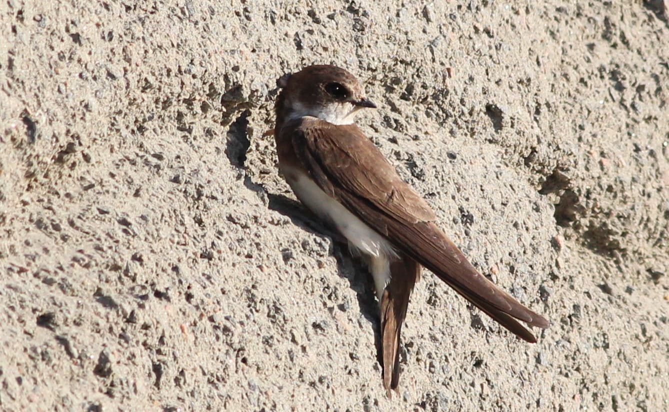 Oeverzwaluw (Riparia riparia) - Sand Martin (Riparia riparia), Getterön, Varberg, Sweden 368217162