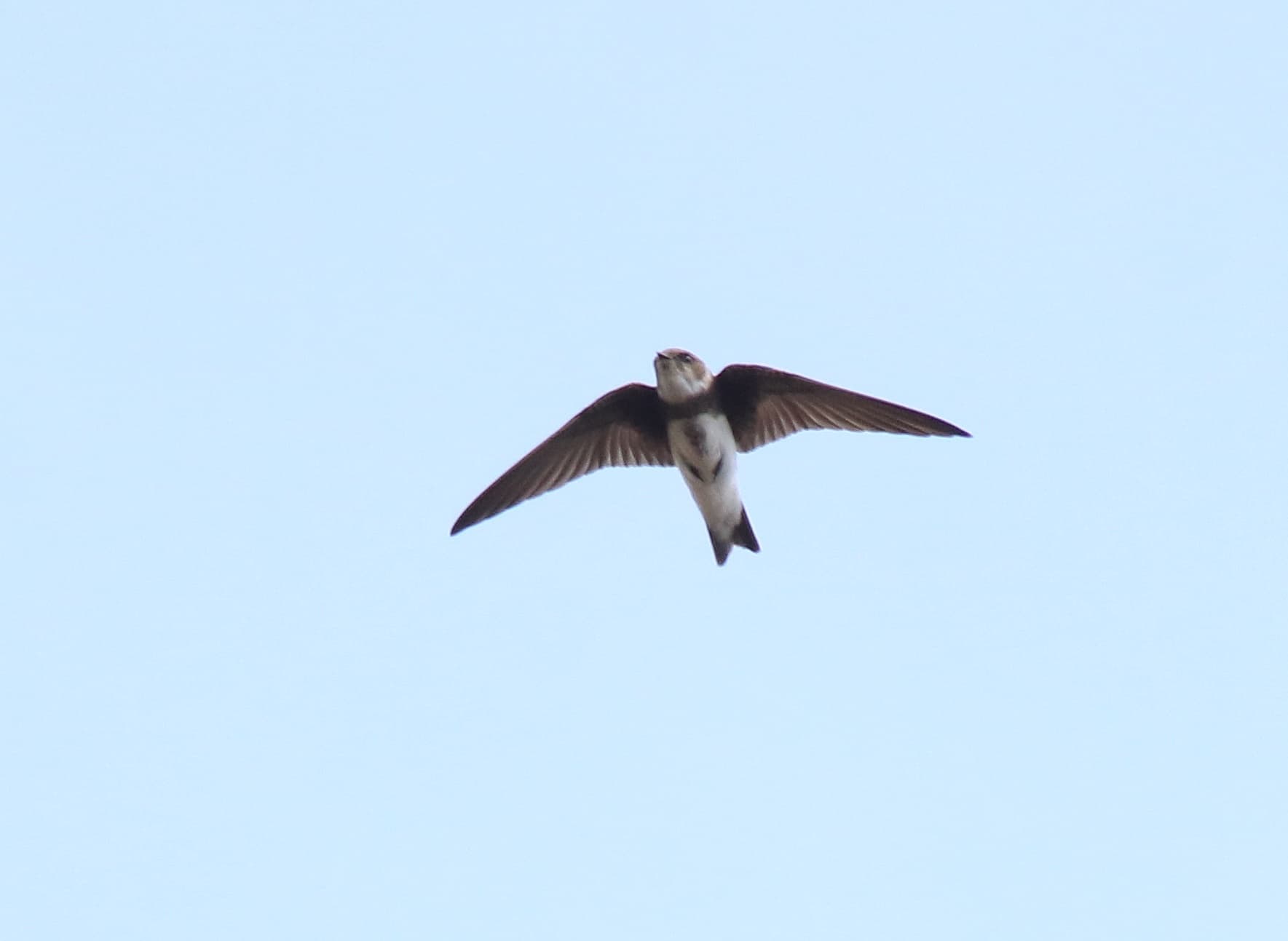 Oeverzwaluw (Riparia riparia) - Bank swallow (Riparia riparia) 9
