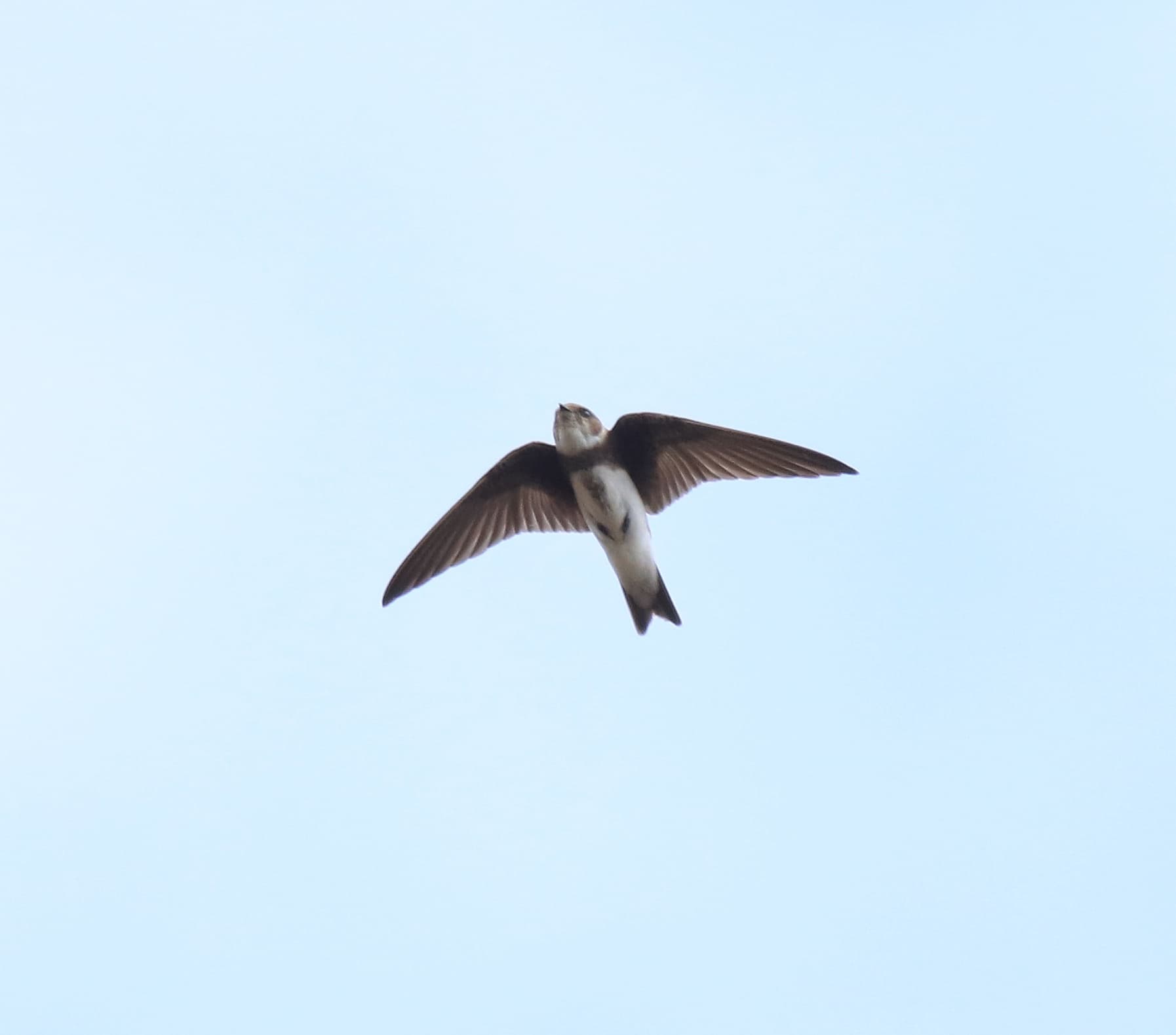 Oeverzwaluw (Riparia riparia) - Bank swallow (Riparia riparia) 8