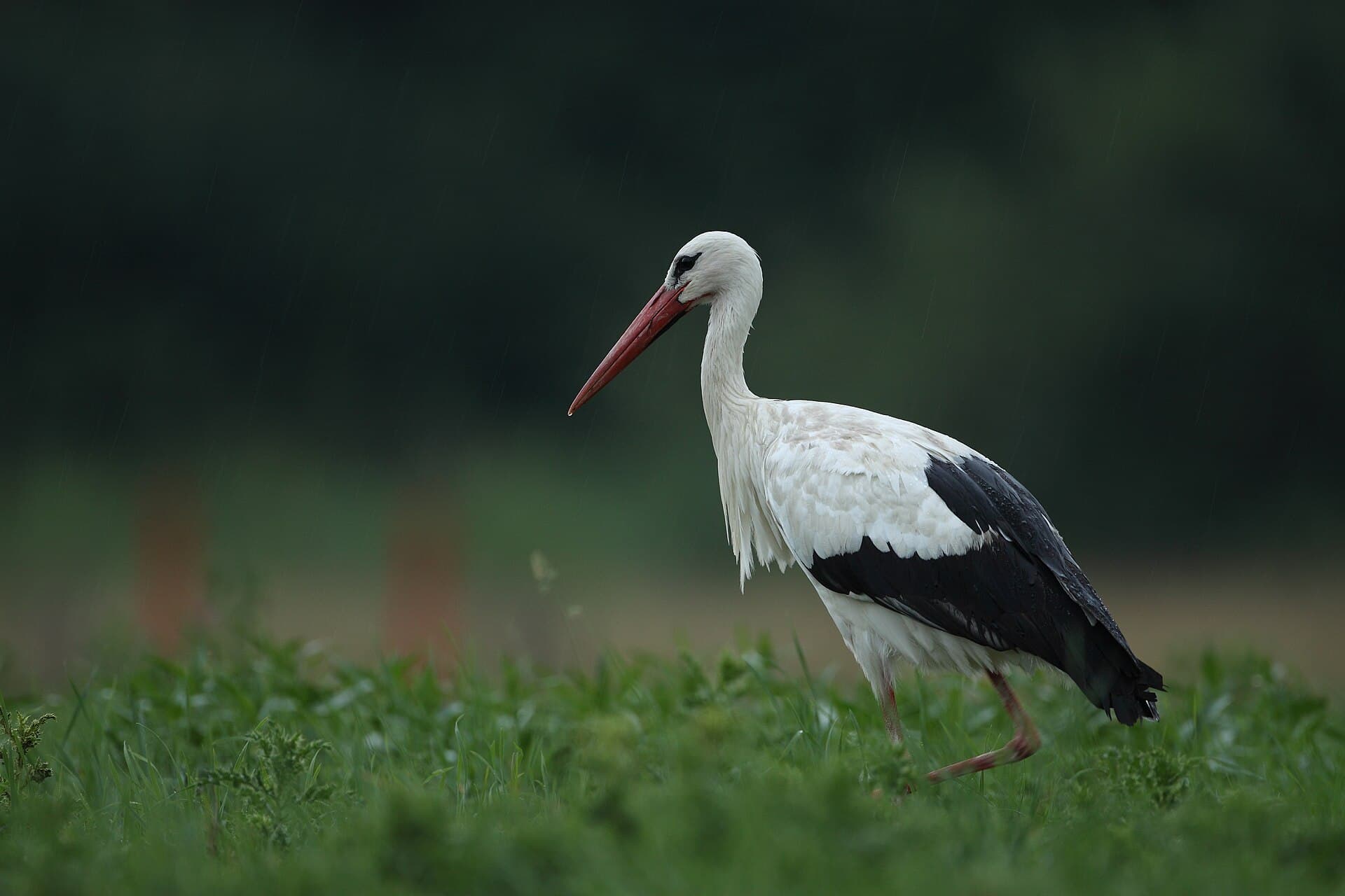 Ooievaar (Ciconia ciconia) - Ciconia ciconia(Gollibolli)4